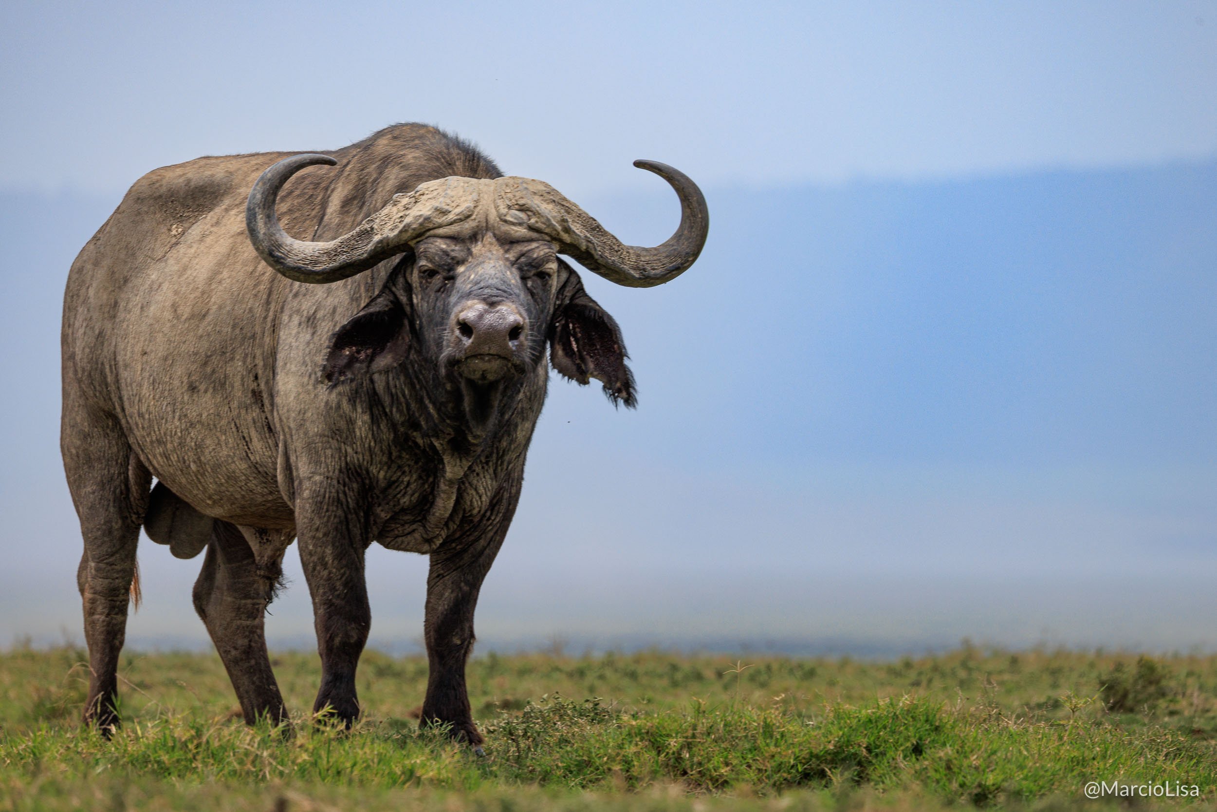 Búfalo na cratera de Ngorongoro, Tanzânia