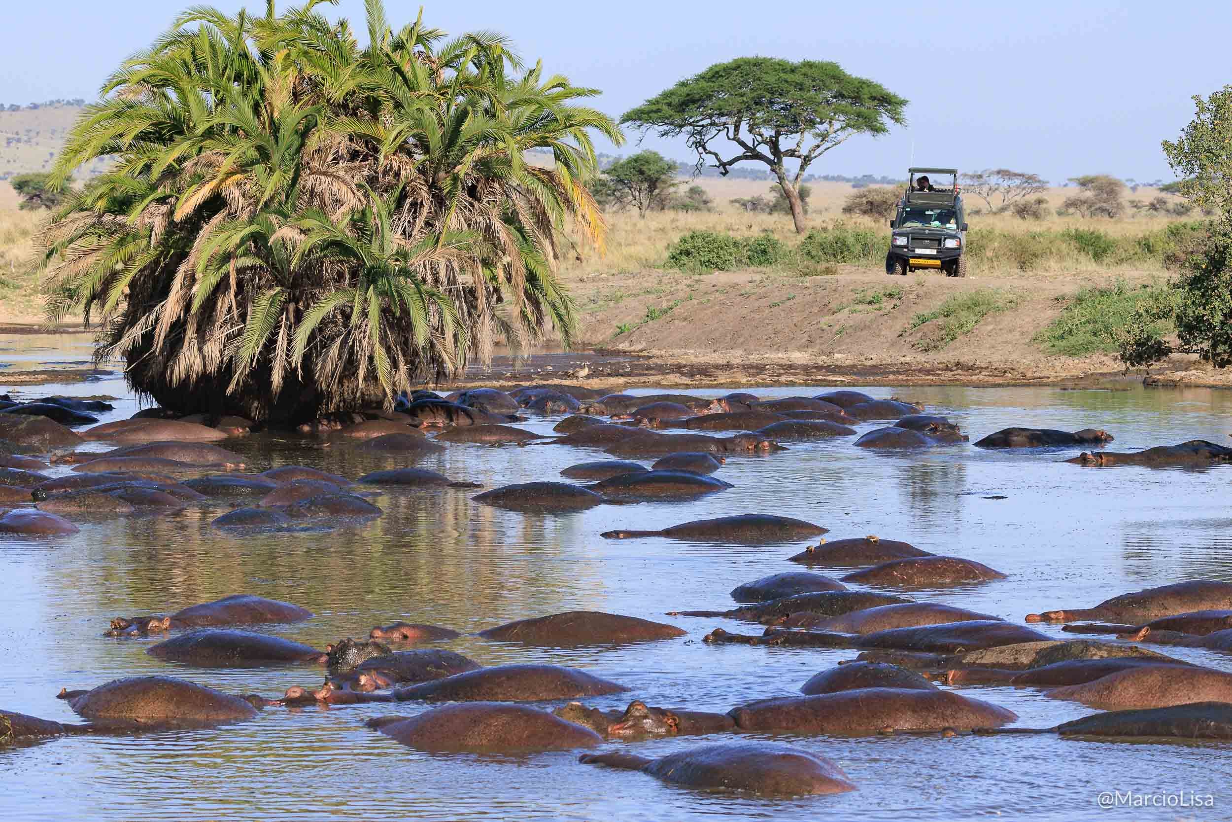 Hipopótamos em Seronera, Serengeti, Tanzania