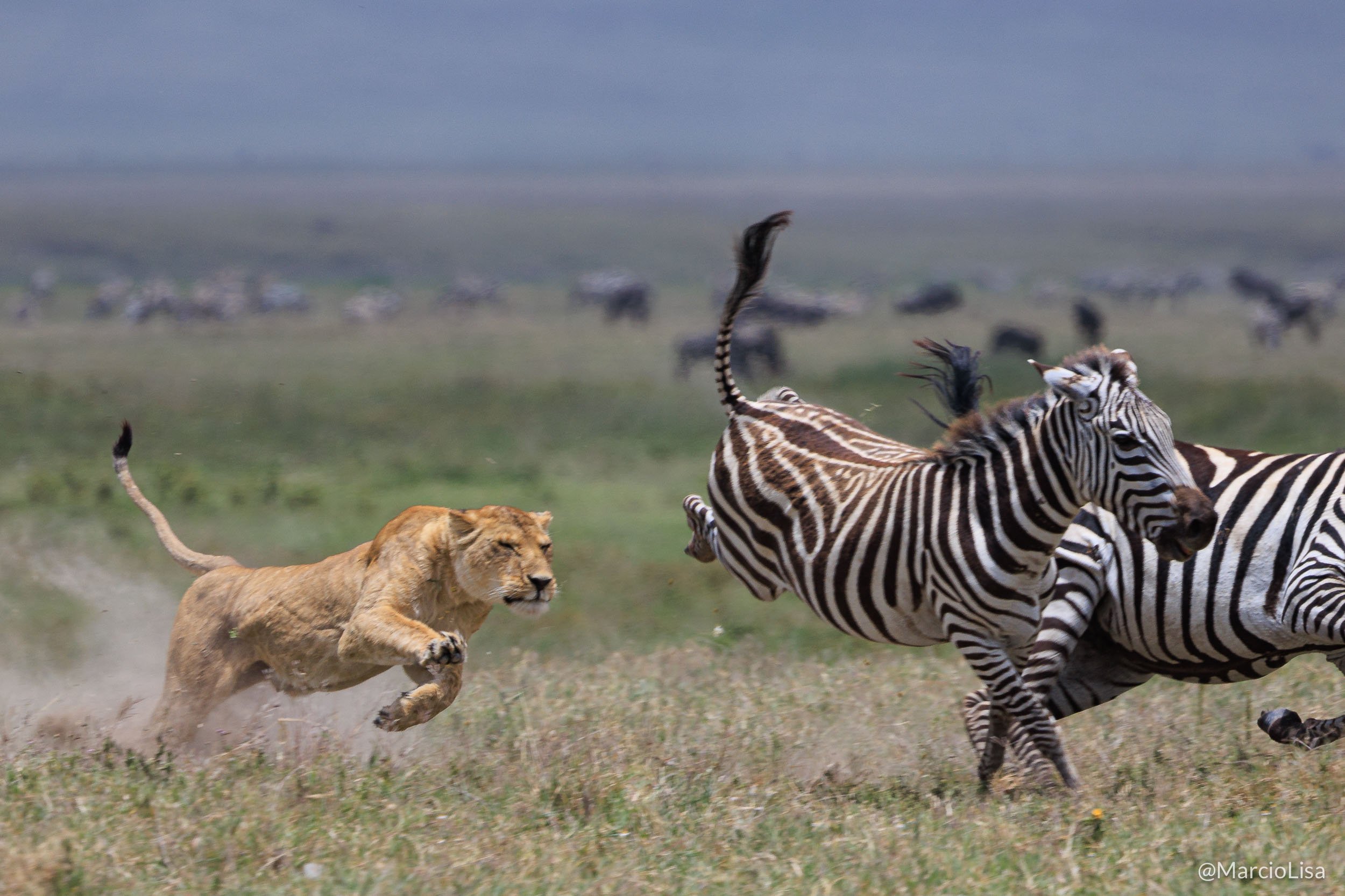 Leão caçando em Ngorongoro na Tanzânia