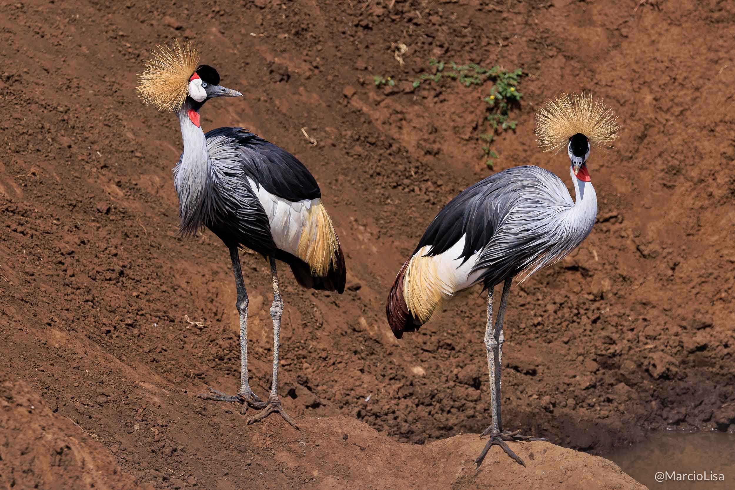 Grou-coroado em Ngorongoro, Tanzania