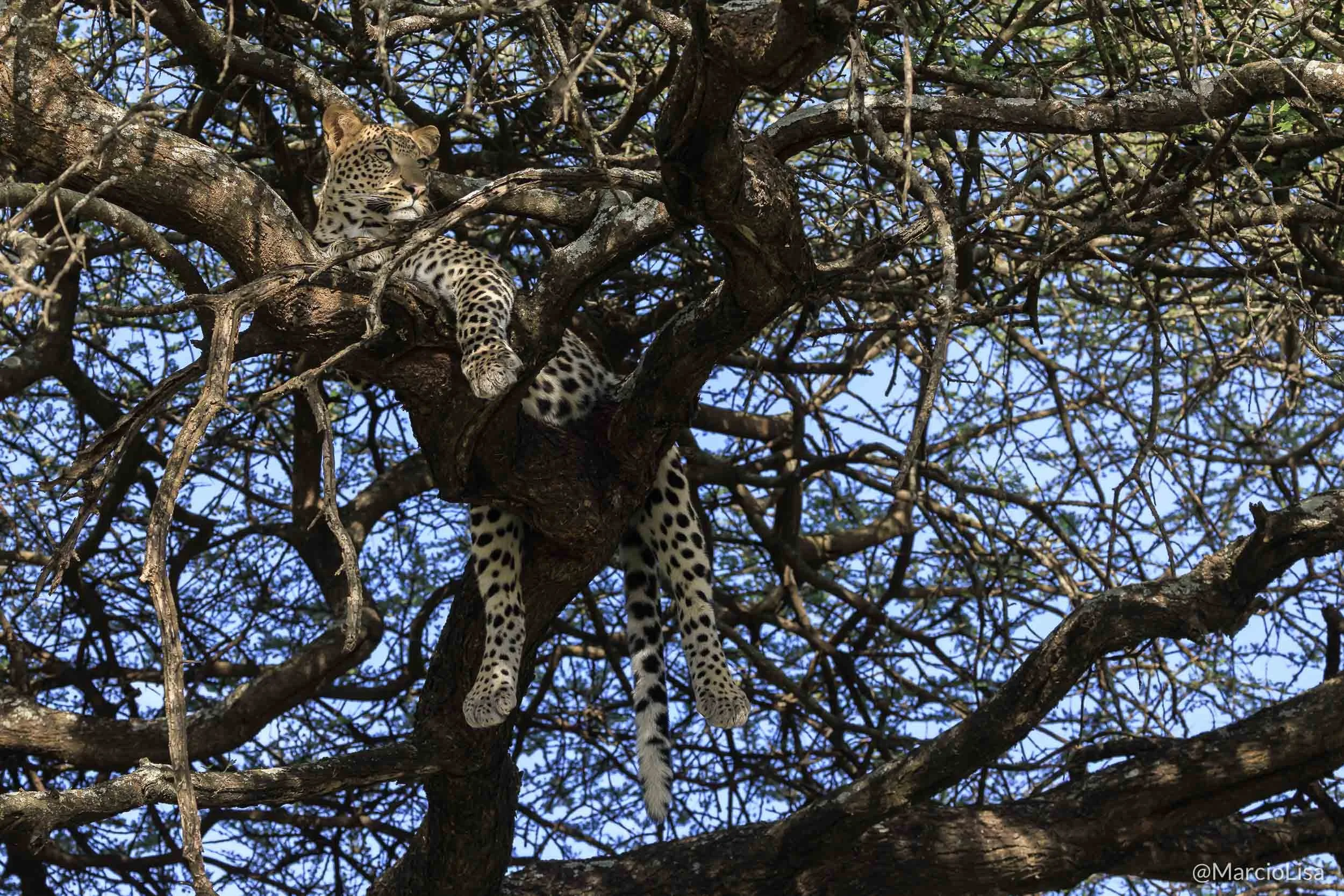 Leopardo em árvore no Serengeti - Tanzania