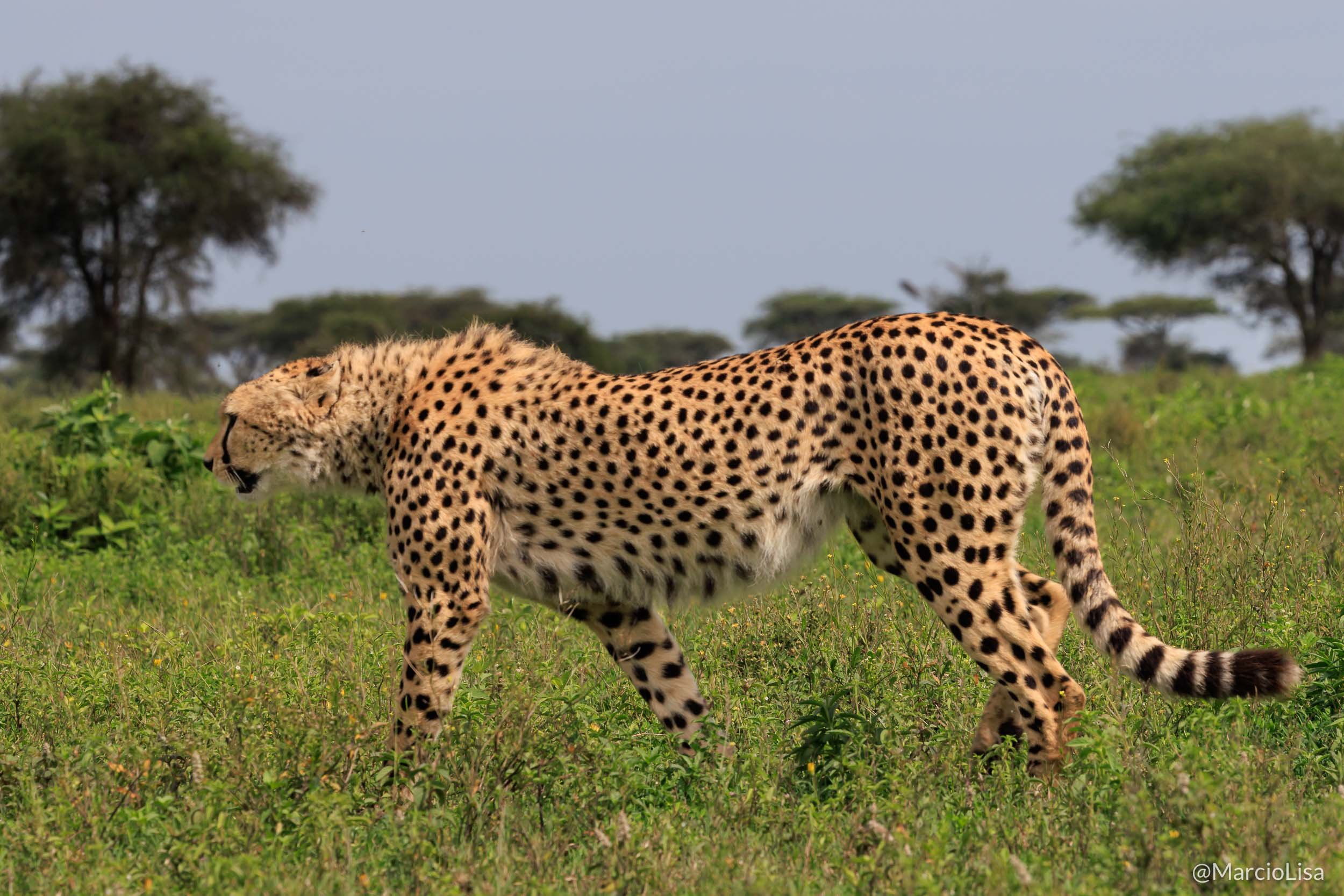guepardo-serengeti.jpg