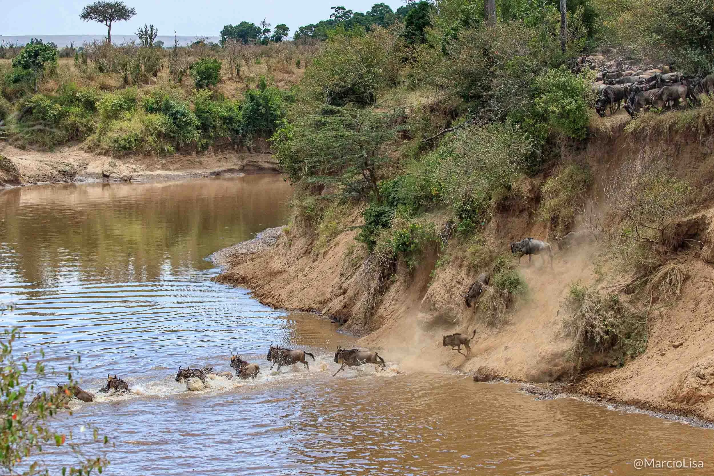grande-migracao-gnus.jpg