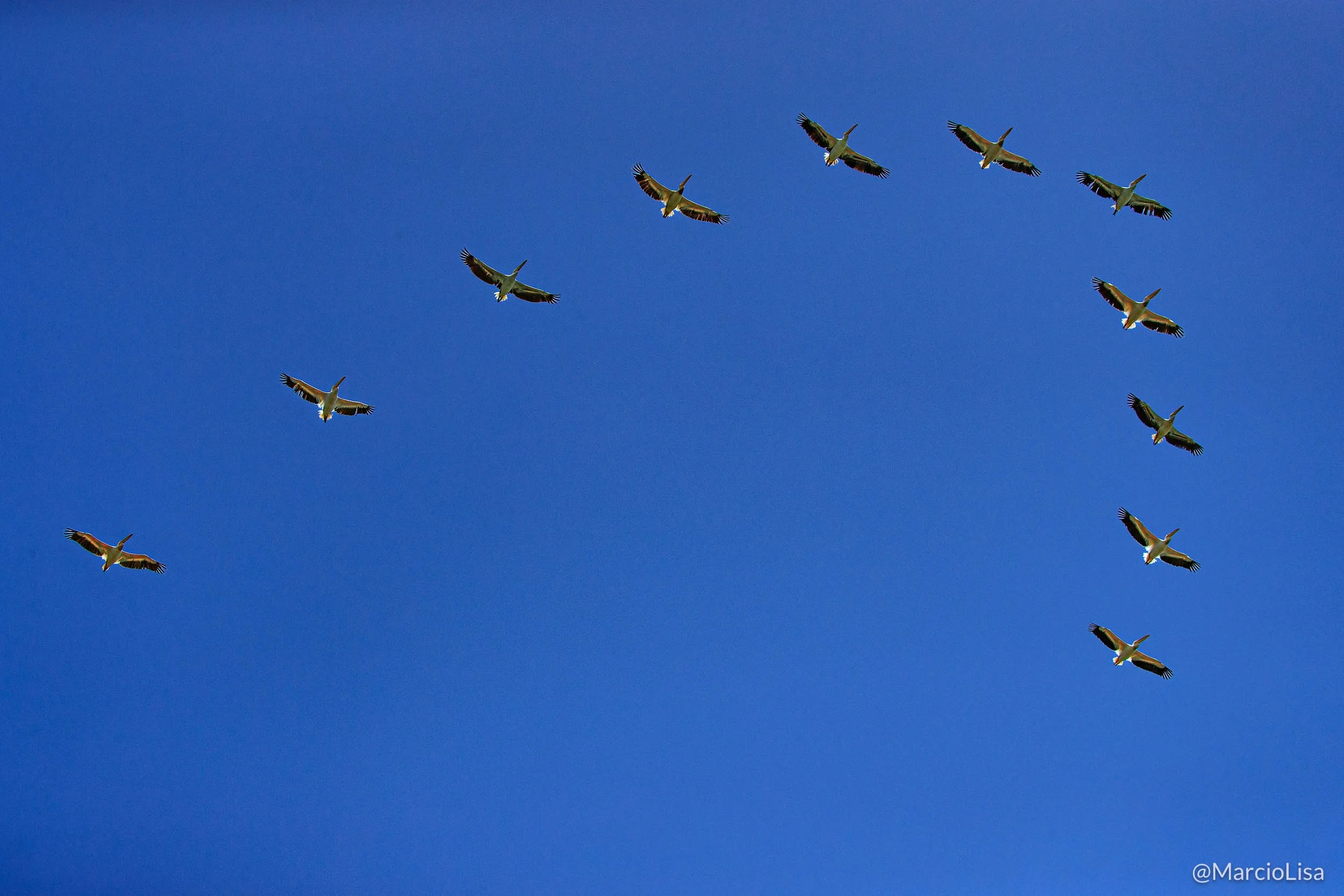 pelicanos-ngorongoro.jpg