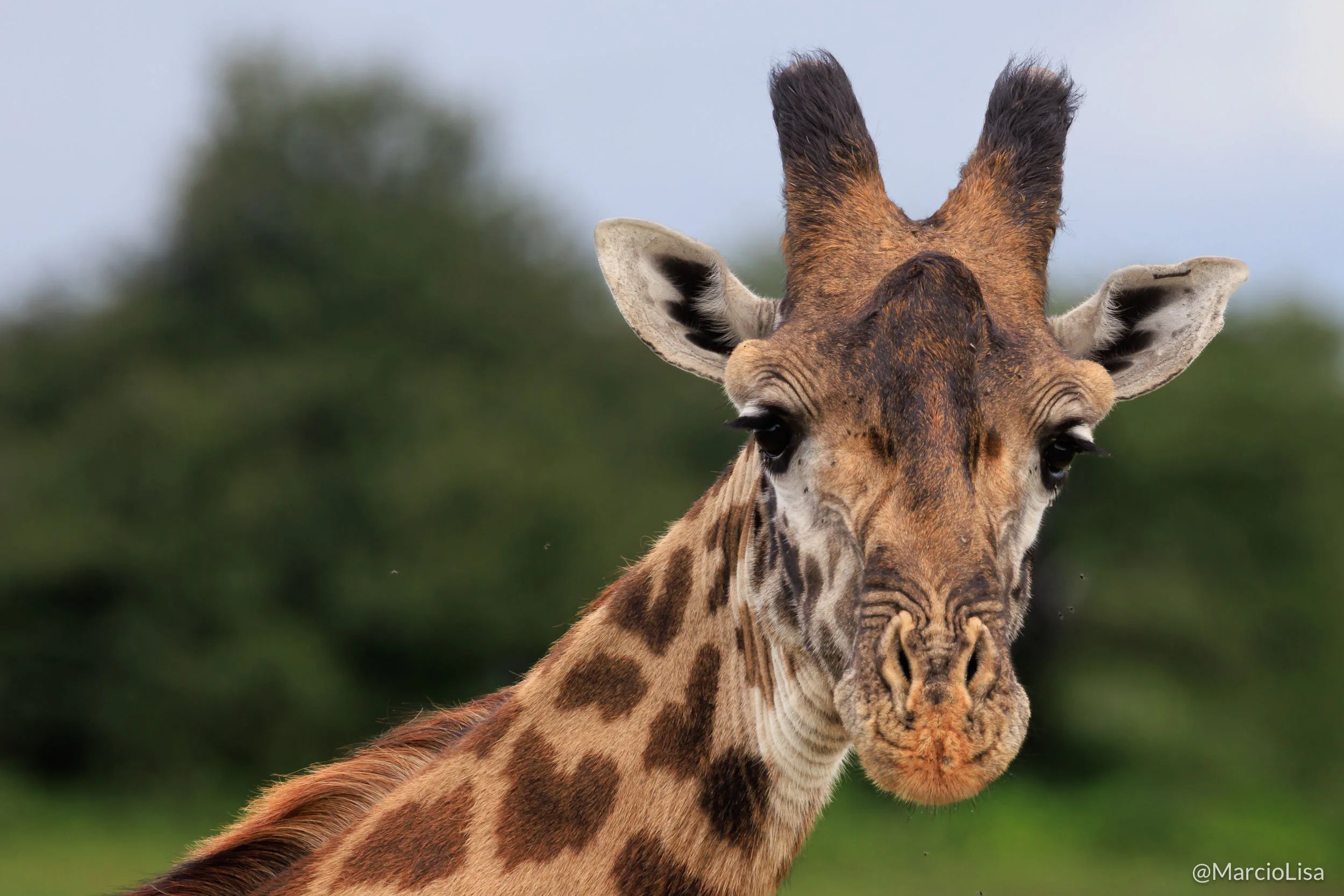 girafa-serengeti.jpg
