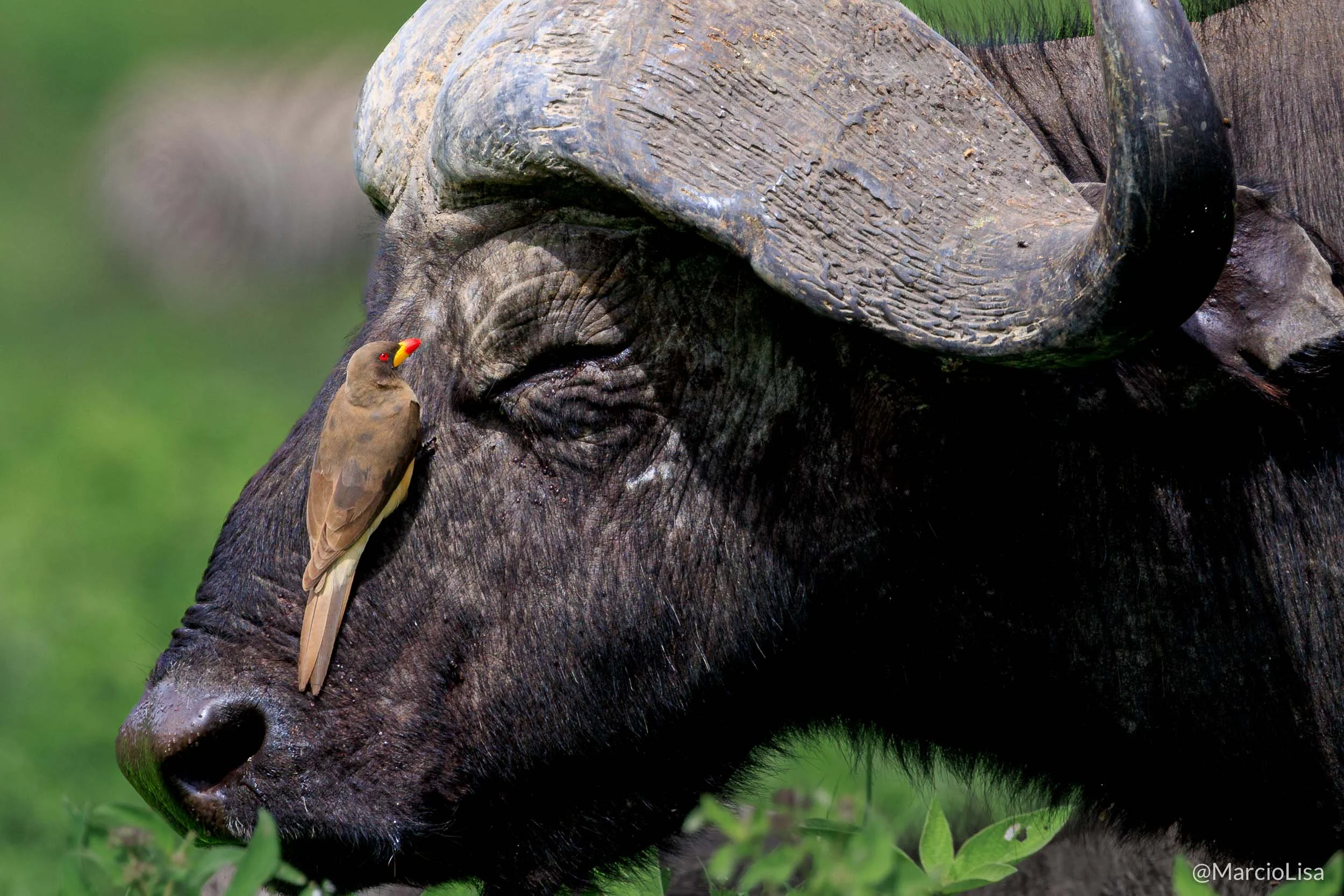 bufalo-pica-boi-bico-vermelho-serengeti.jpg