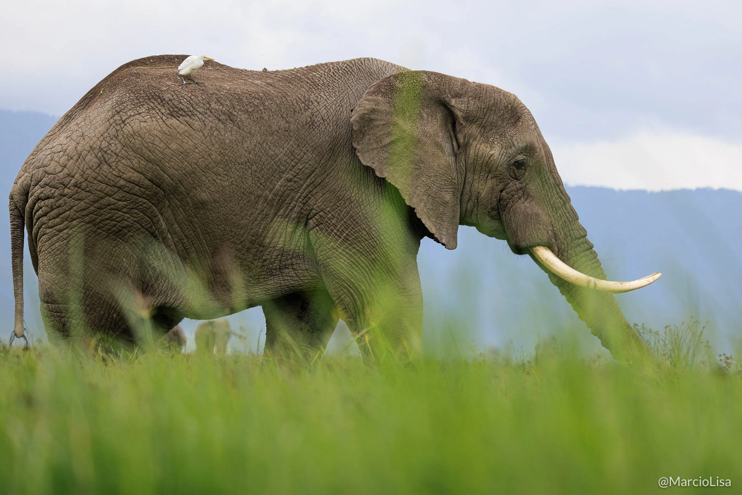 elefante-ngorongoro.jpg