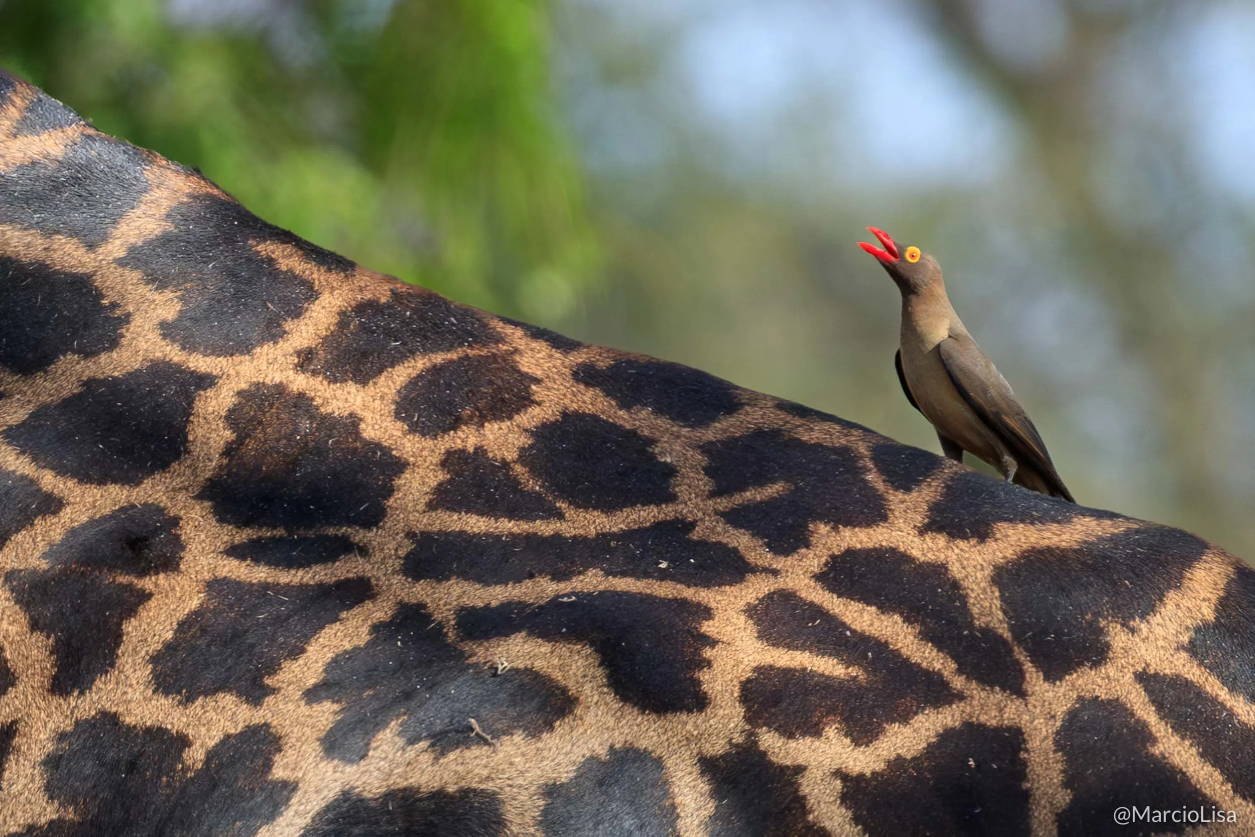 pica-boi-bico-vermelho-girafa-tarangire.jpg