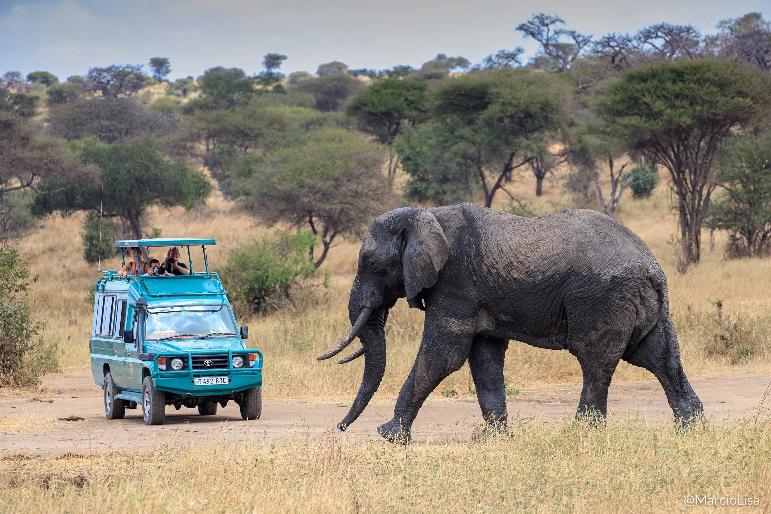 elefante-tarangire.jpg
