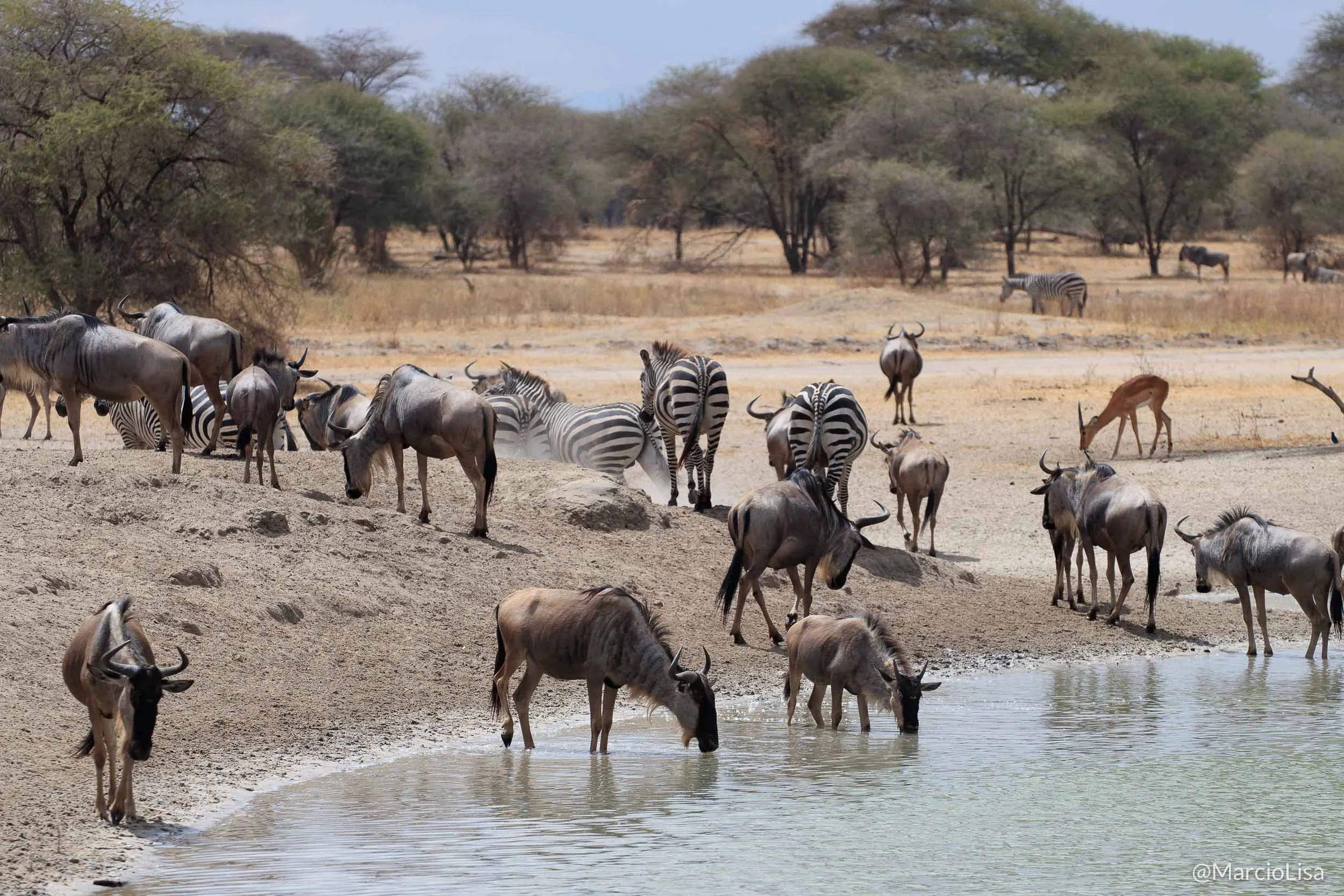 tarangire-tanzania.jpg