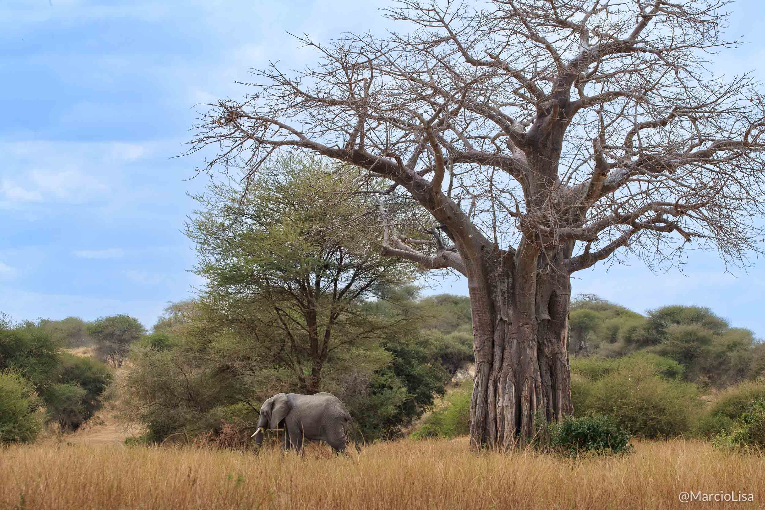 baoba-elefante-tarangire.jpg