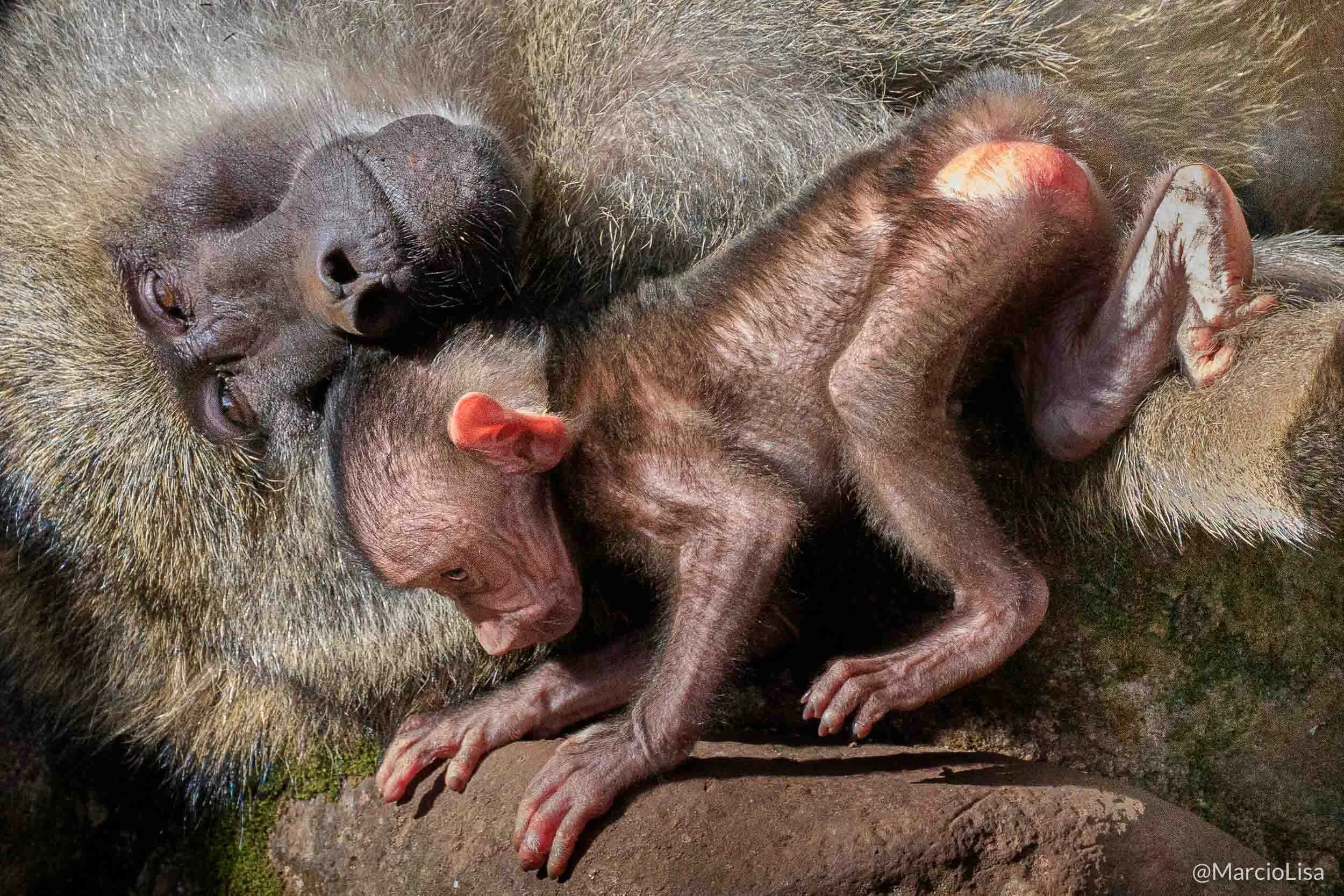 babuino-oliva-tanzania.jpg