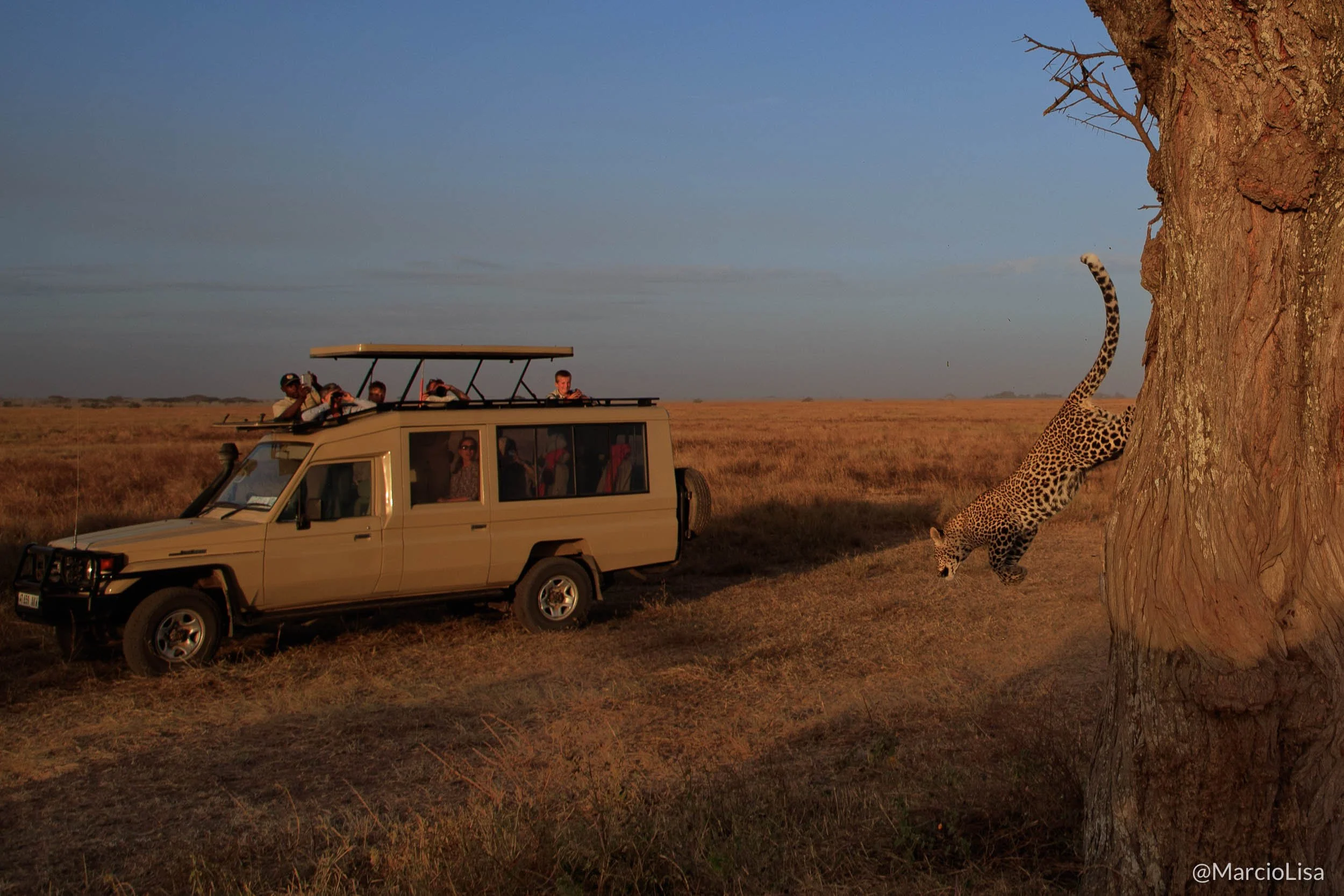 leopardo-serengeti-tanzania.jpg