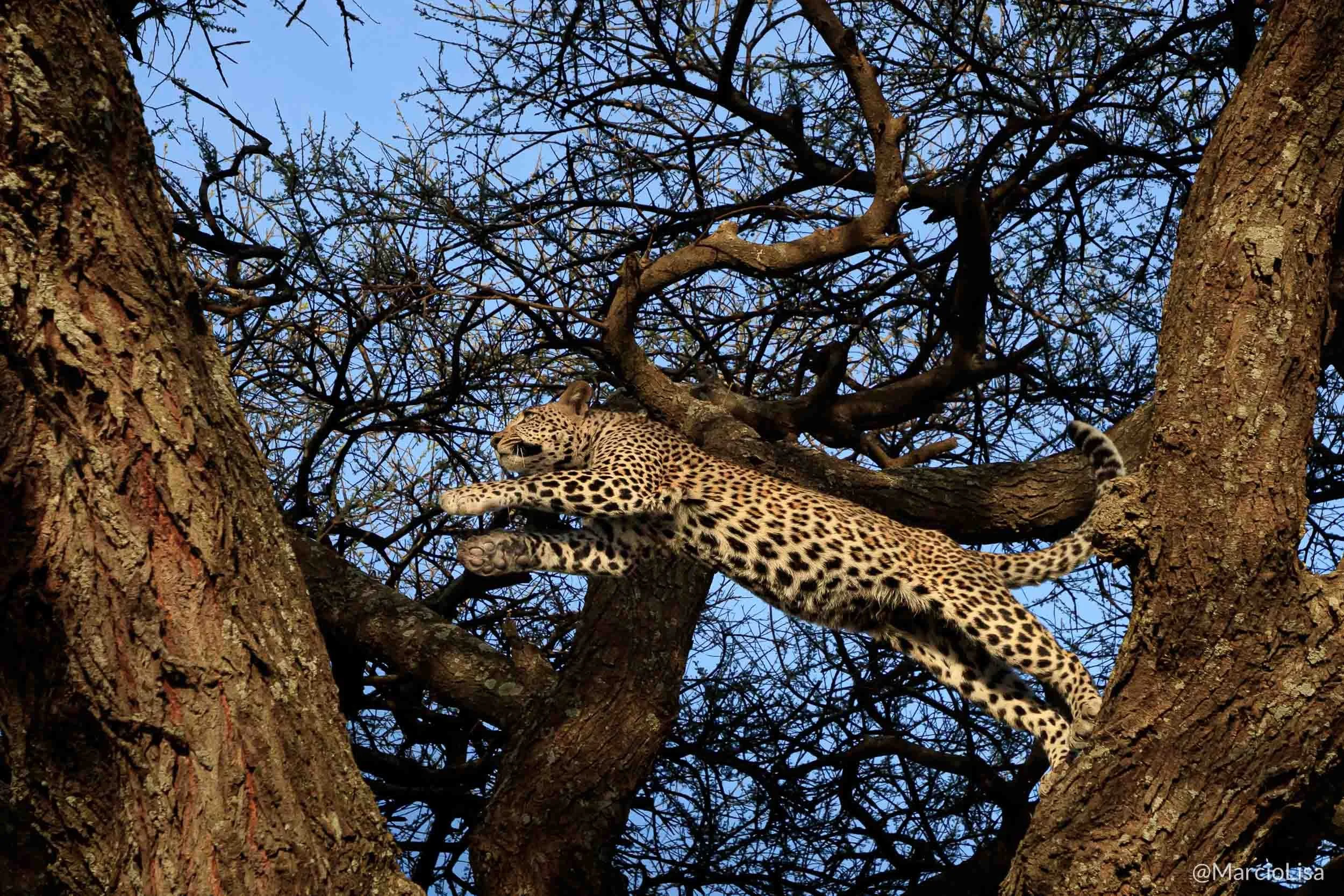 leopardo-serengeti.jpg