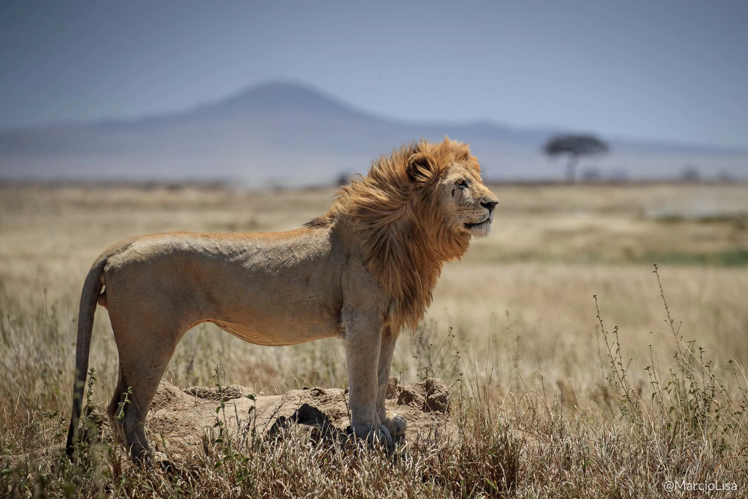 leao-serengeti-tanzania.jpg