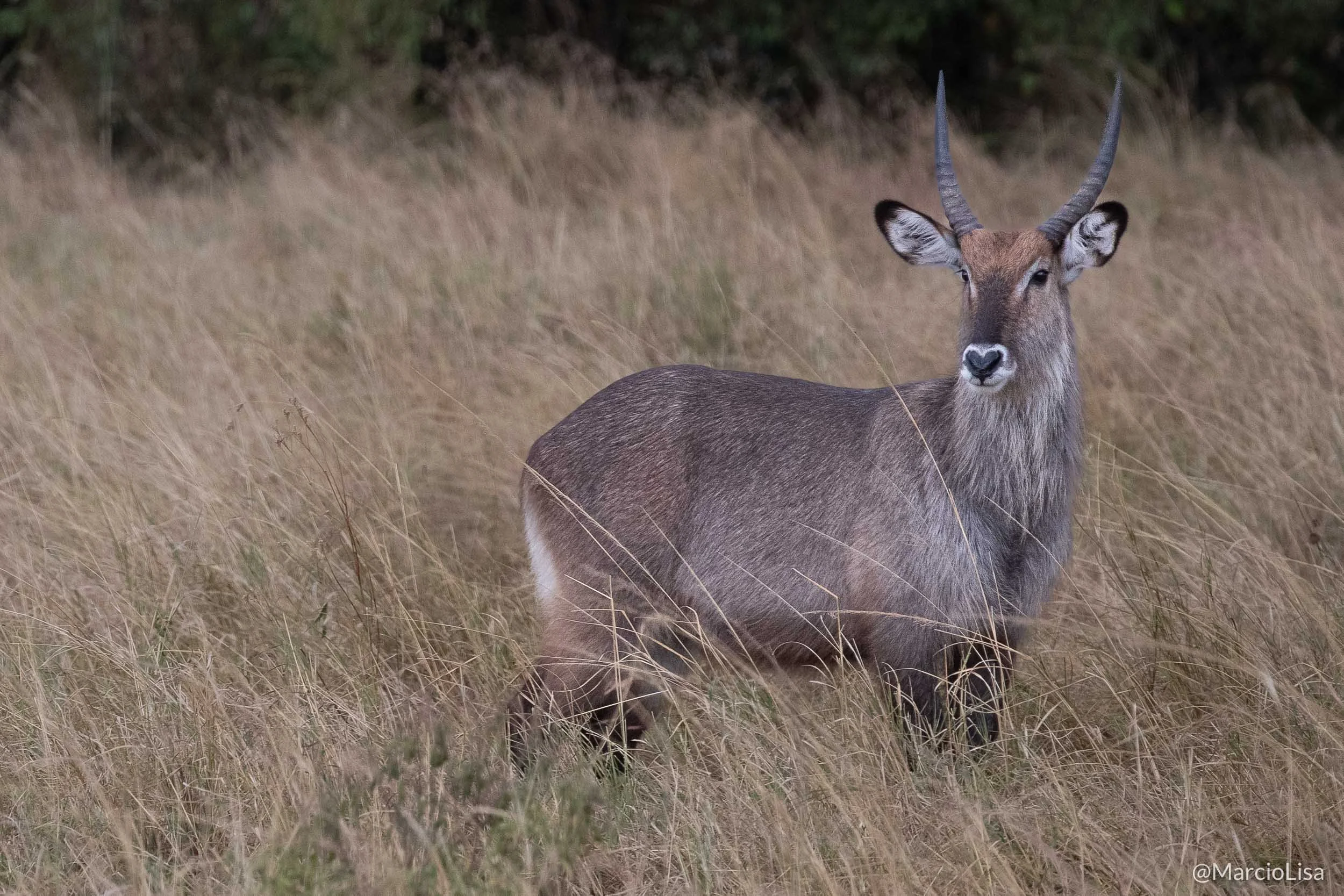 waterbuck-tanzania.jpg