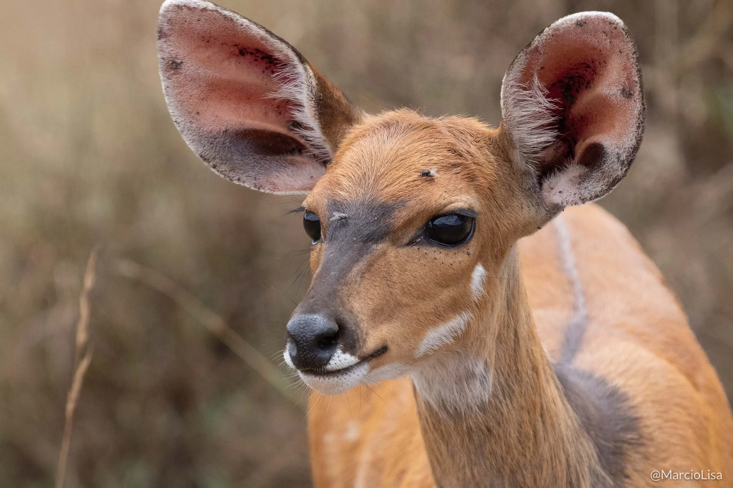 bushbuck-serengeti.jpg