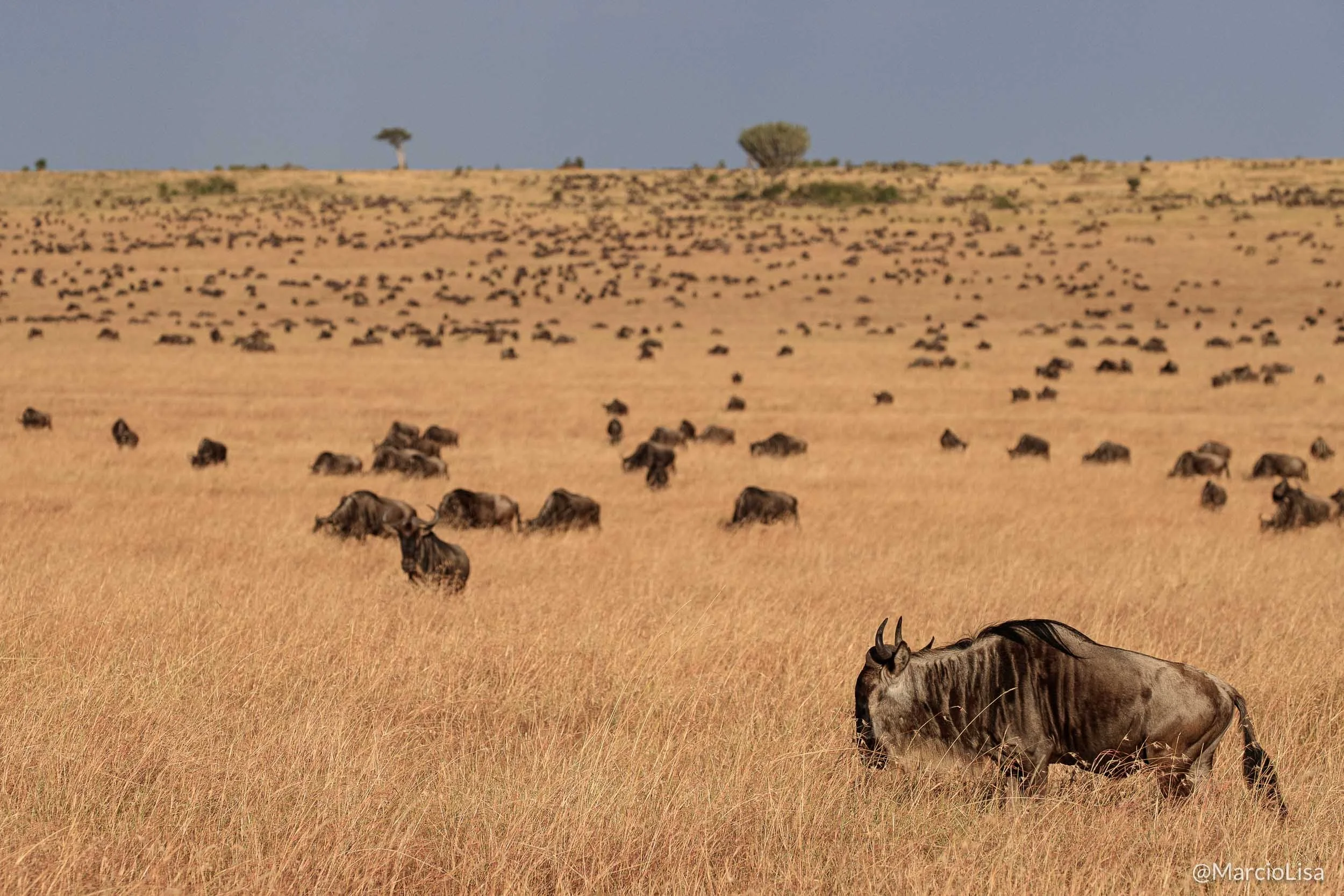 grande-migracao-serengeti.jpg