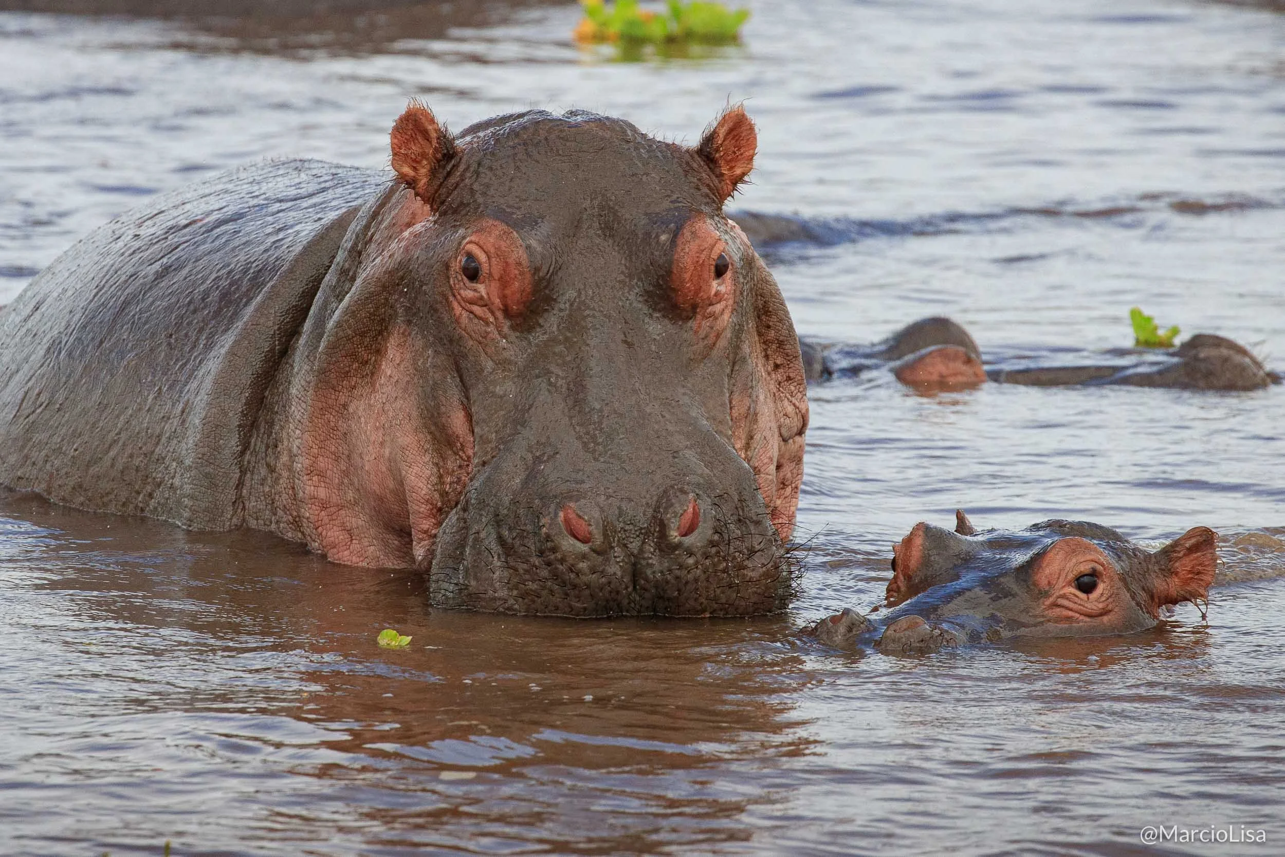 hipopotamos-tarangire.jpg