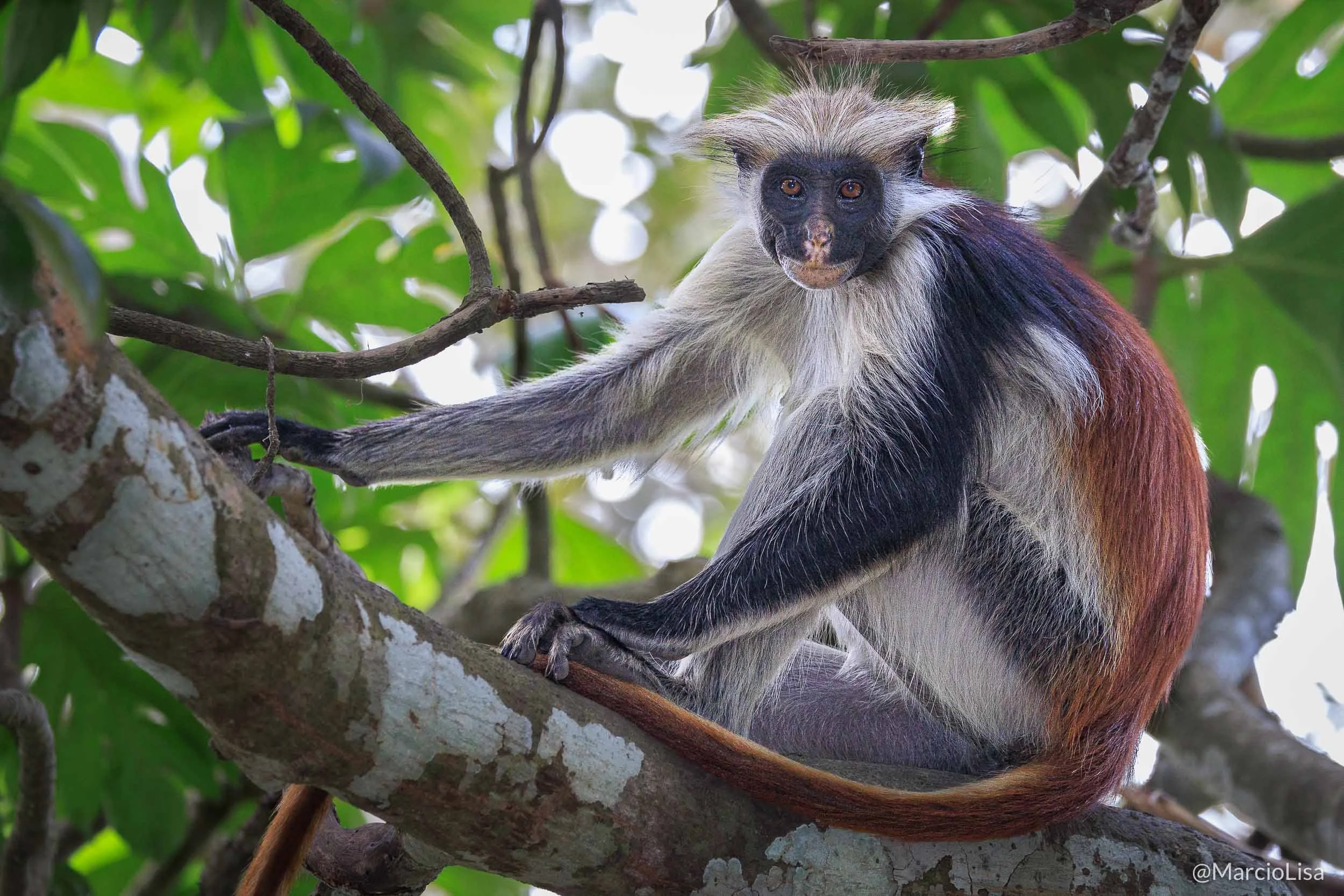 colobus-vermelho-zanzibar.jpg