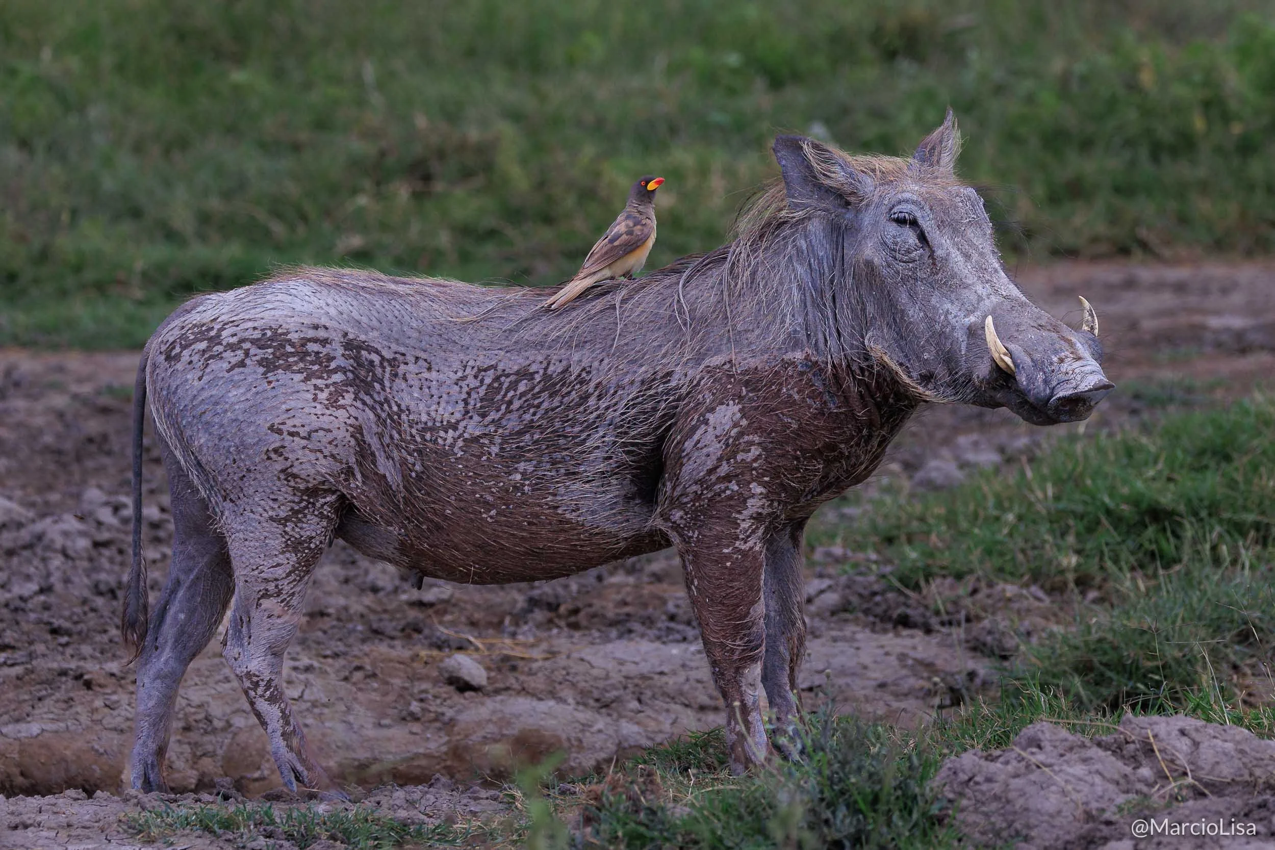 pumba-serengeti.jpg