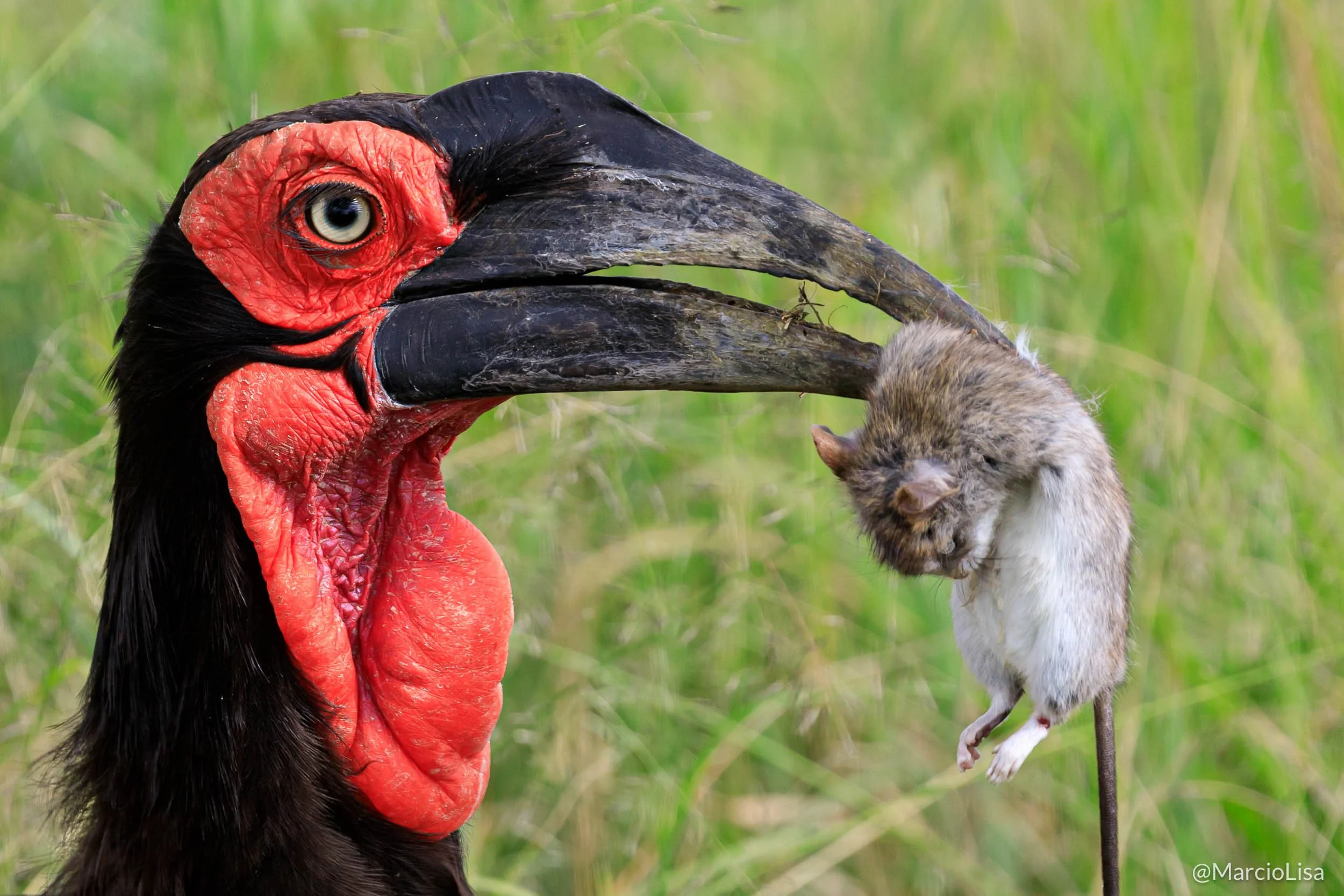 calau-gigante-serengeti.jpg