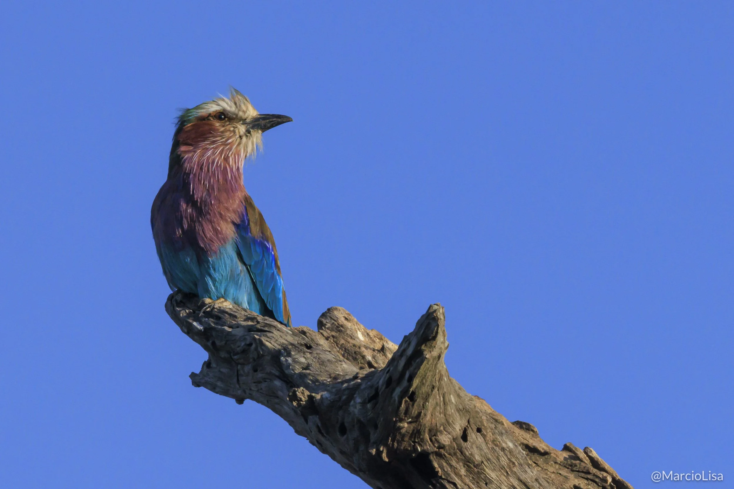 Safari Tanzania - Rolieiro-de-peito-lilás - Lilac-breasted roller - Coracias caudatus.jpg