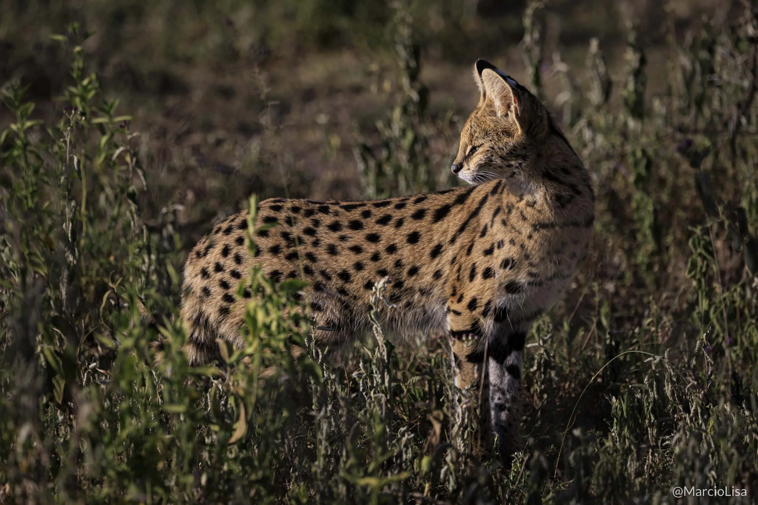 Safari na Tanzania - Serval no Serengeti - Leptailurus serval.jpg