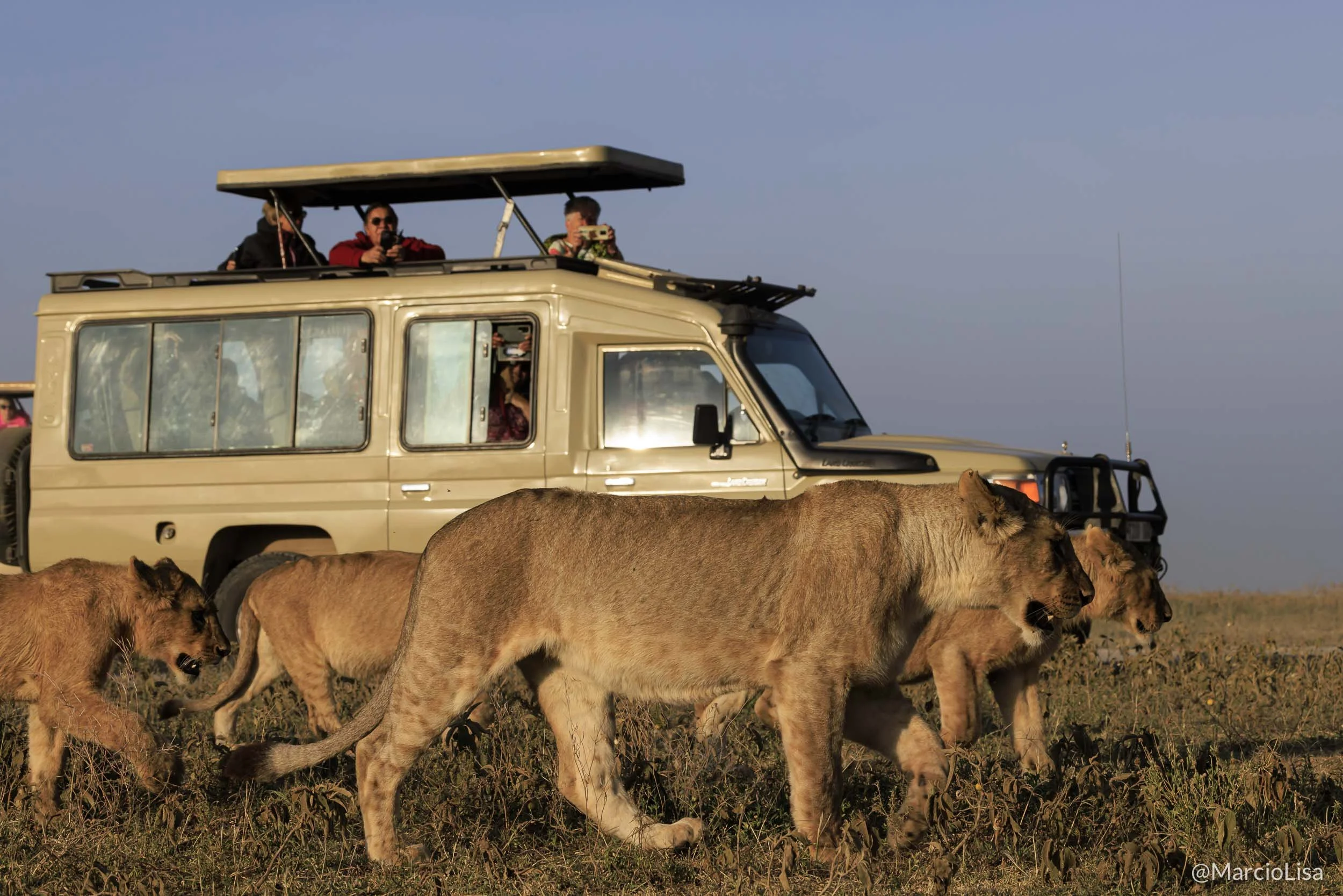 Manada de leoes durante safari na Tanzania - Serengeti.jpg