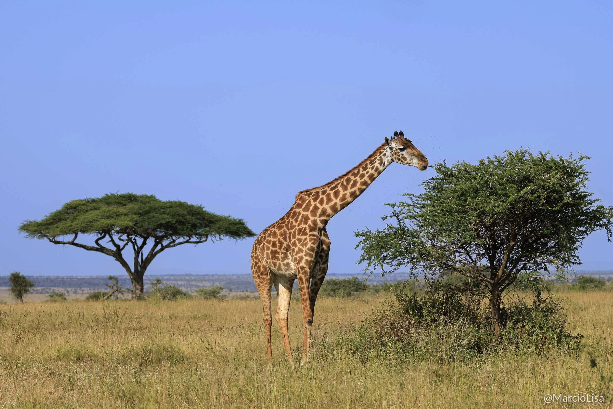 Girafa Masai durante safari na Tanzania.jpg