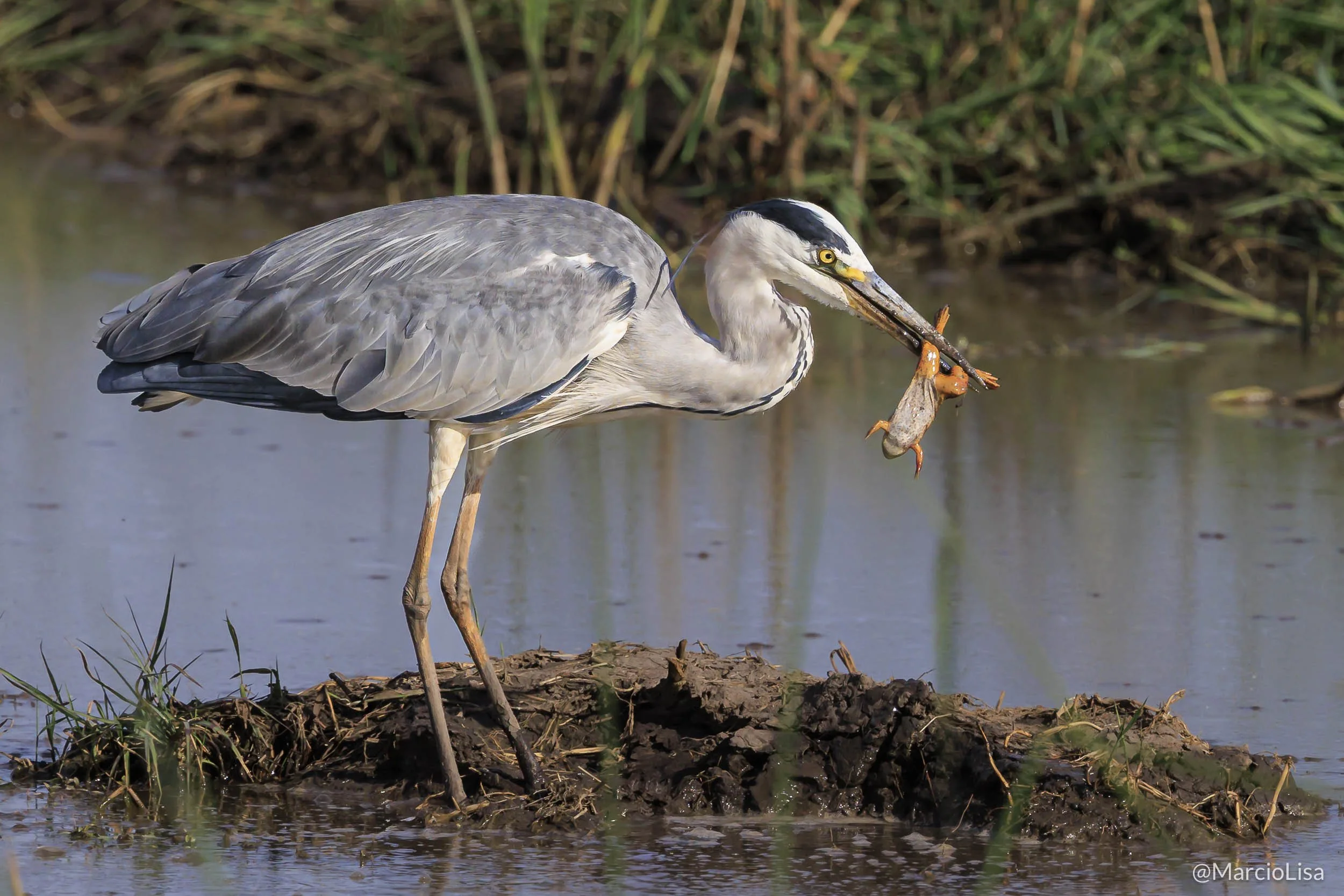 Garca-moura-europeia durante Safari na Tanzania e Quenia - Ardea cinerea.jpg