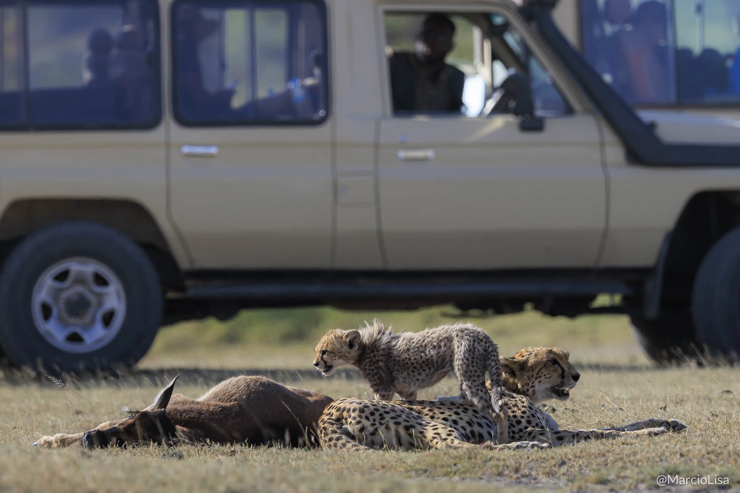 Guepardo e filhote - Safari Tanzania.jpg