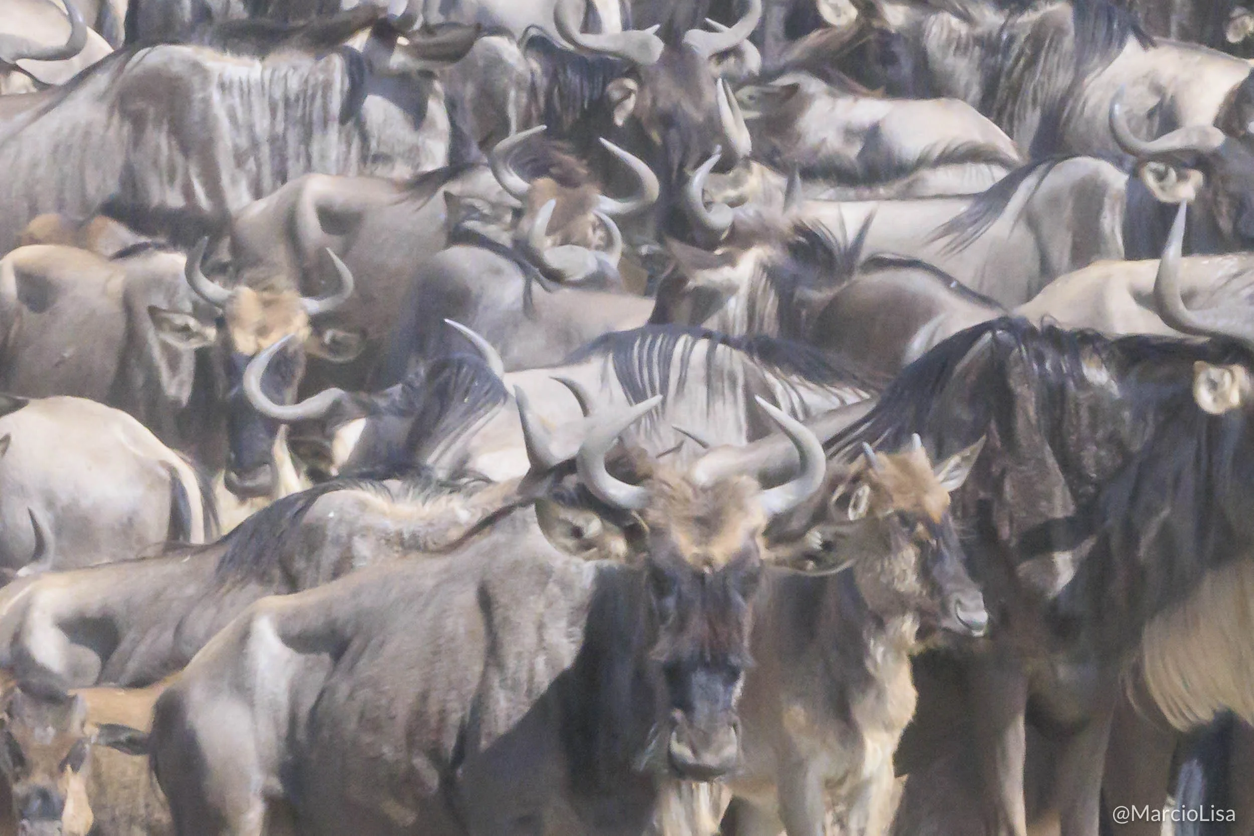 A grande migração de gnus em Safari na Tanzania.jpg