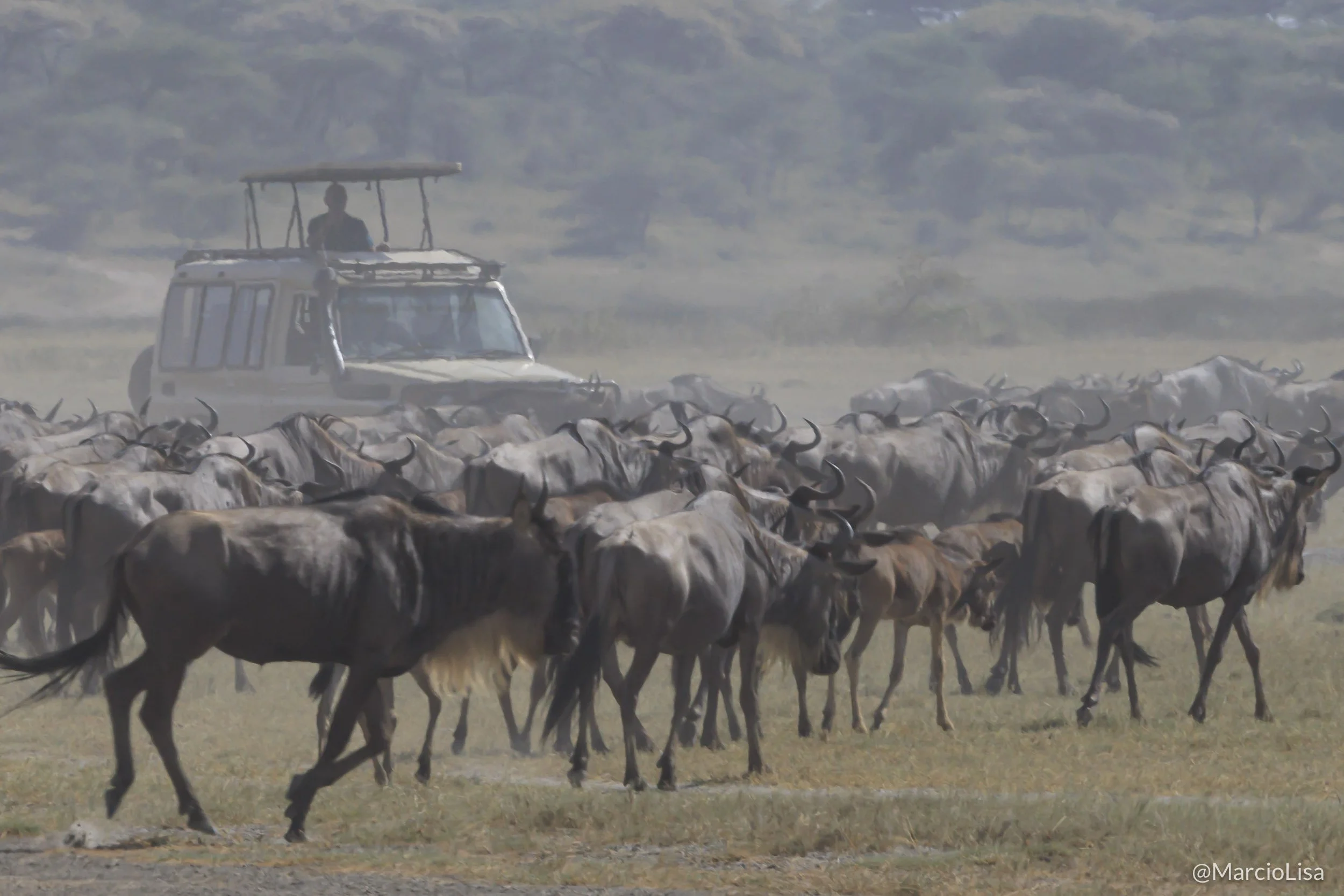 Safari Tanzânia - A grande migração.jpg