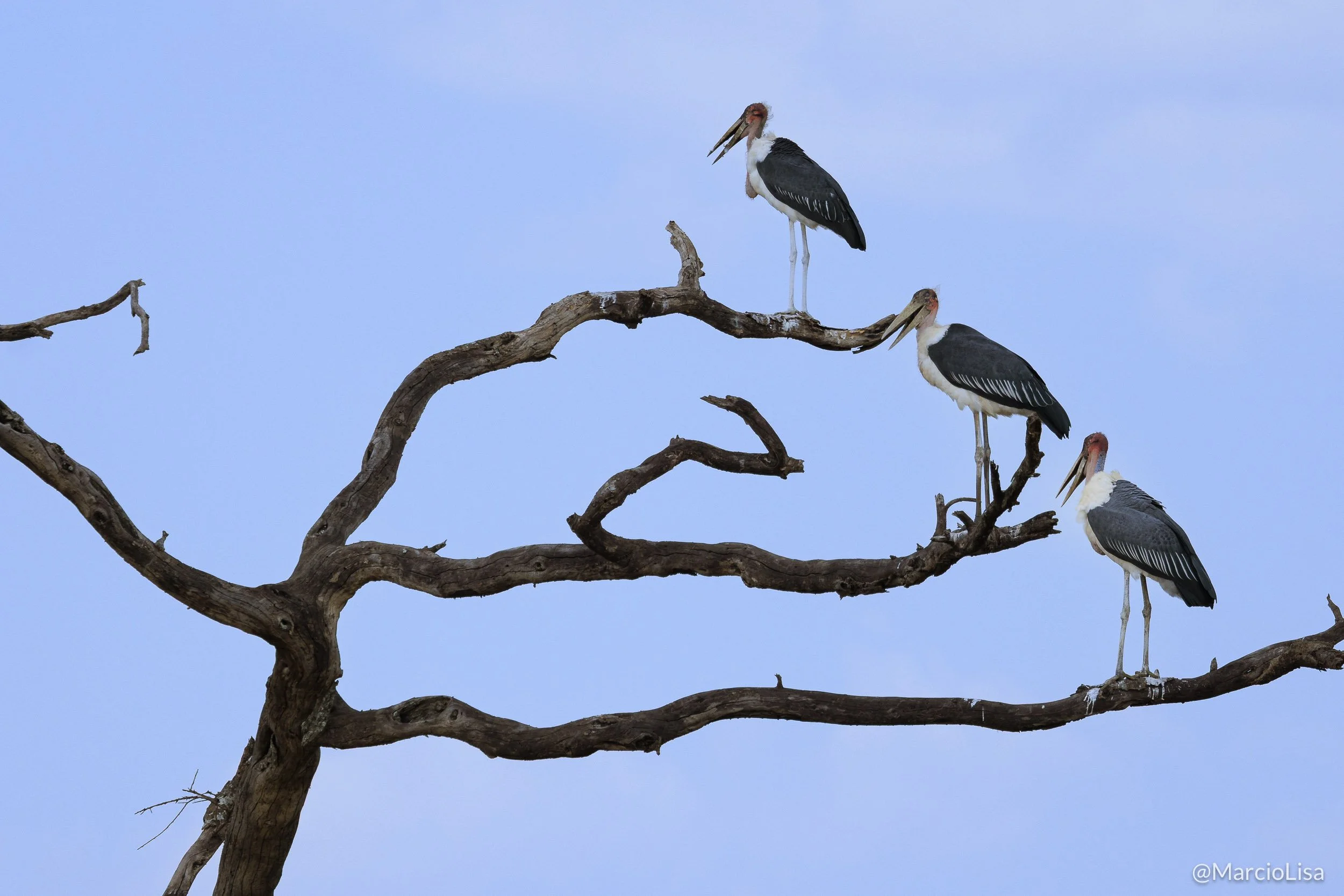 Marabu - Marabou stork - Photo Safari Tanzania - Leptoptilos crumeniferus.jpg