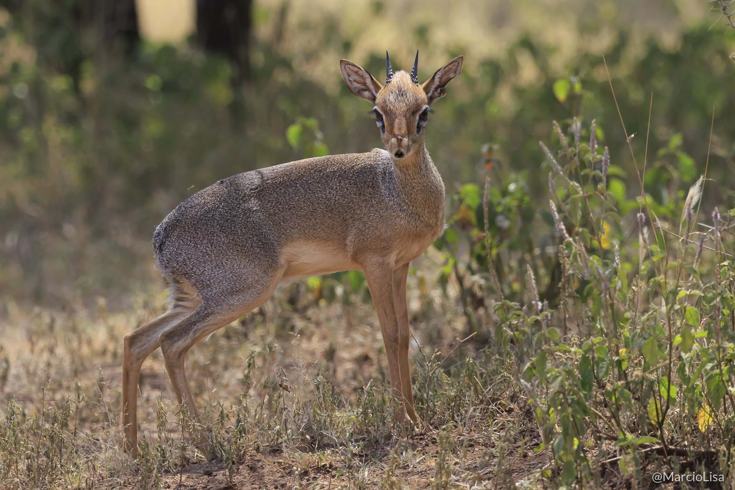 Dik-dik-de-Kirk - Kirk's dik-dik - Tanzania Safari - Madoqua kirkii.jpg