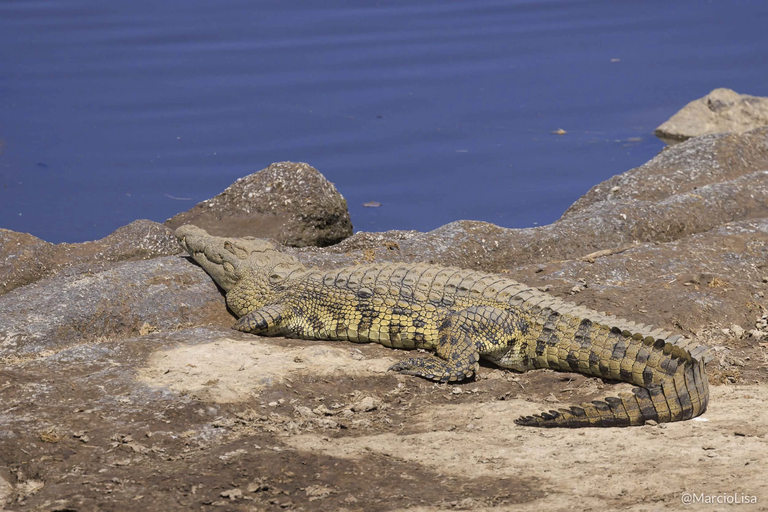 Crocodilo-do-nilo no Rio Mara - Tanzania Safari - Crocodylus niloticus.jpg