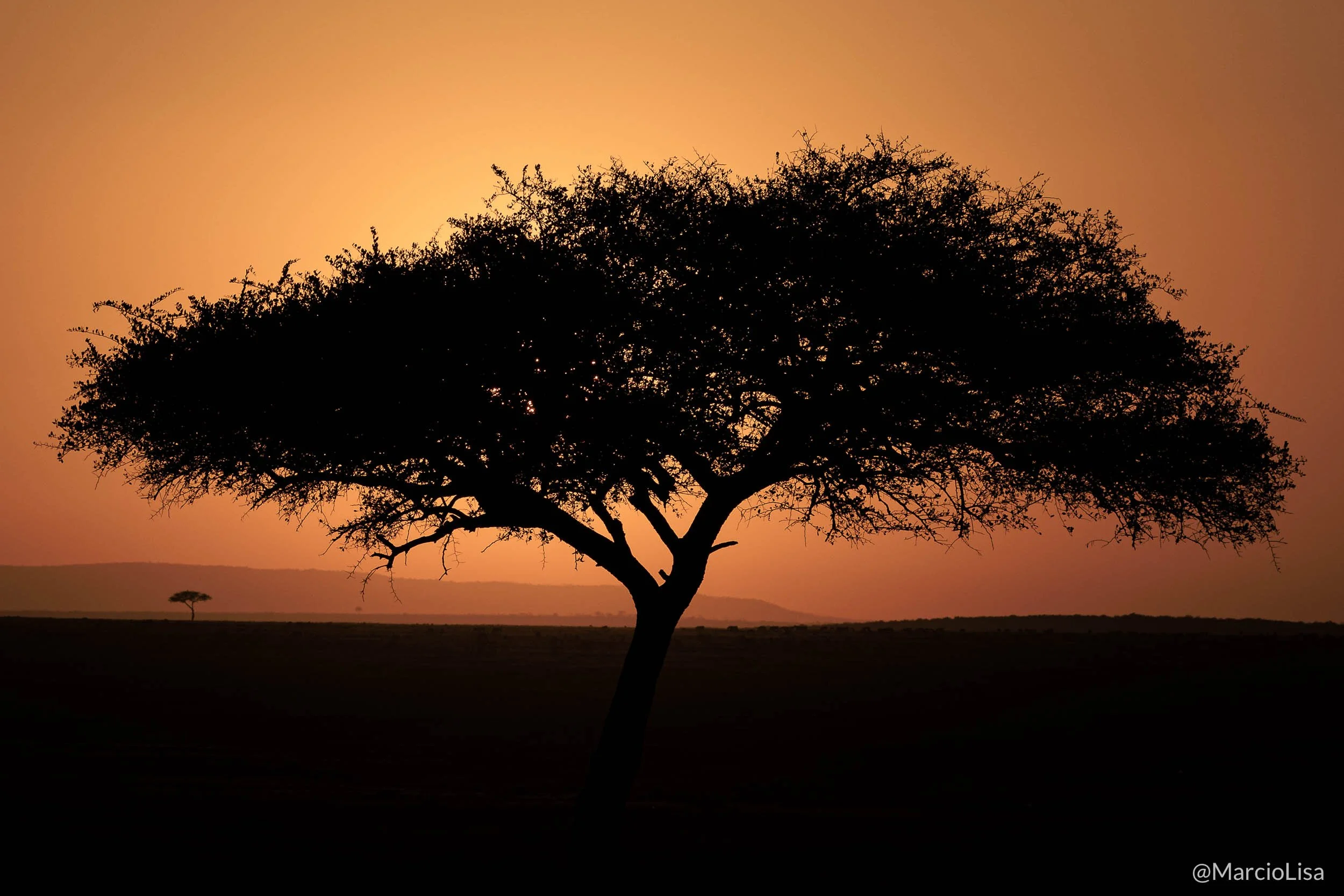 Acacia tortilis - Safari Tanzânia - Vachellia tortilis.jpg