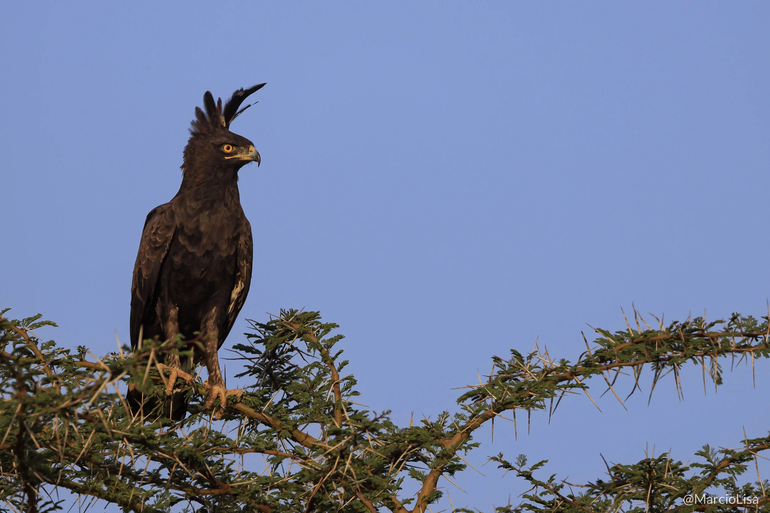 Águia-de-poupa - Long-crested eagle - Tanzania Safari - Lophaetus occipitalis.jpg