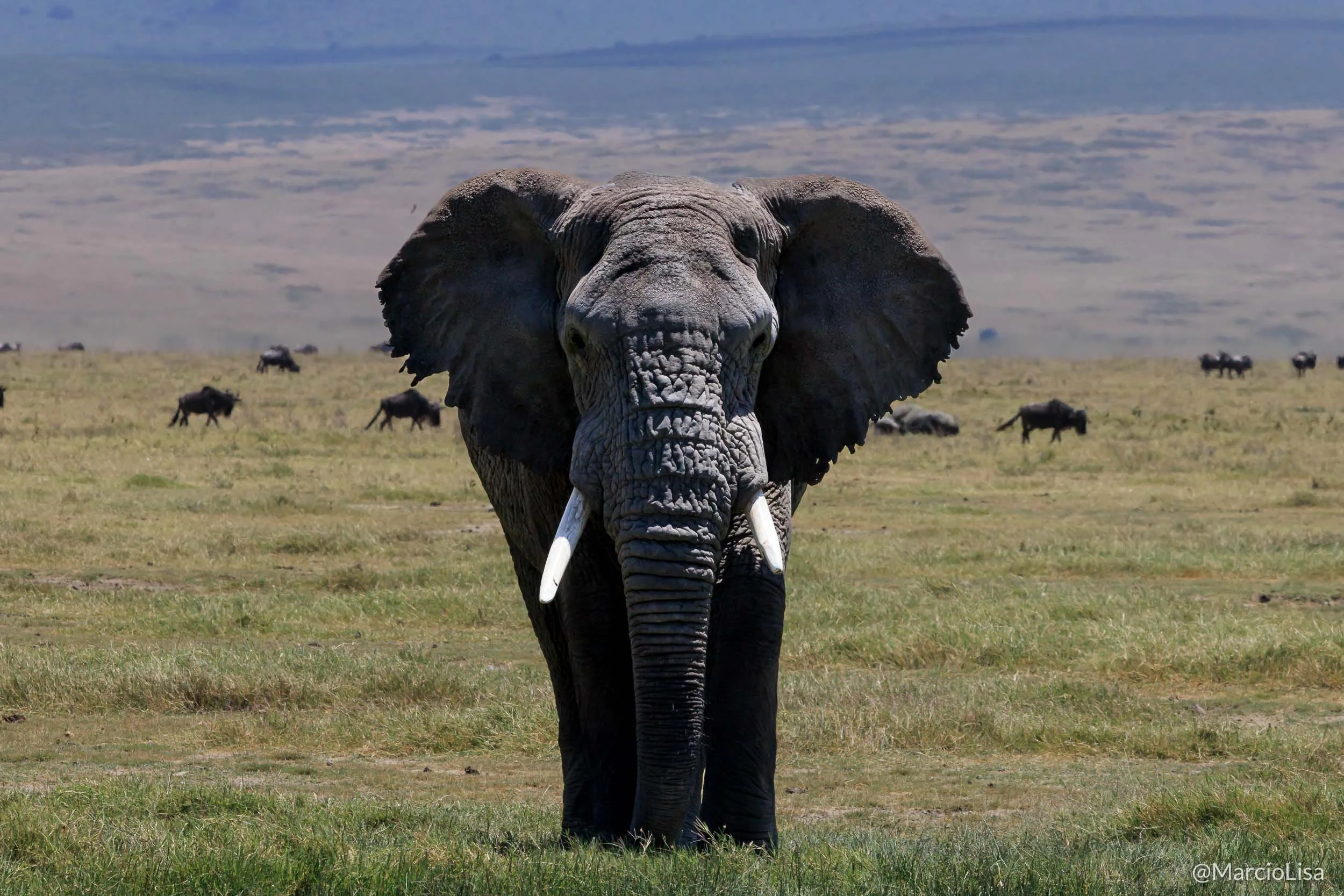Elefante na Cratera de Ngorongoro - Tanzânia Safari.jpg