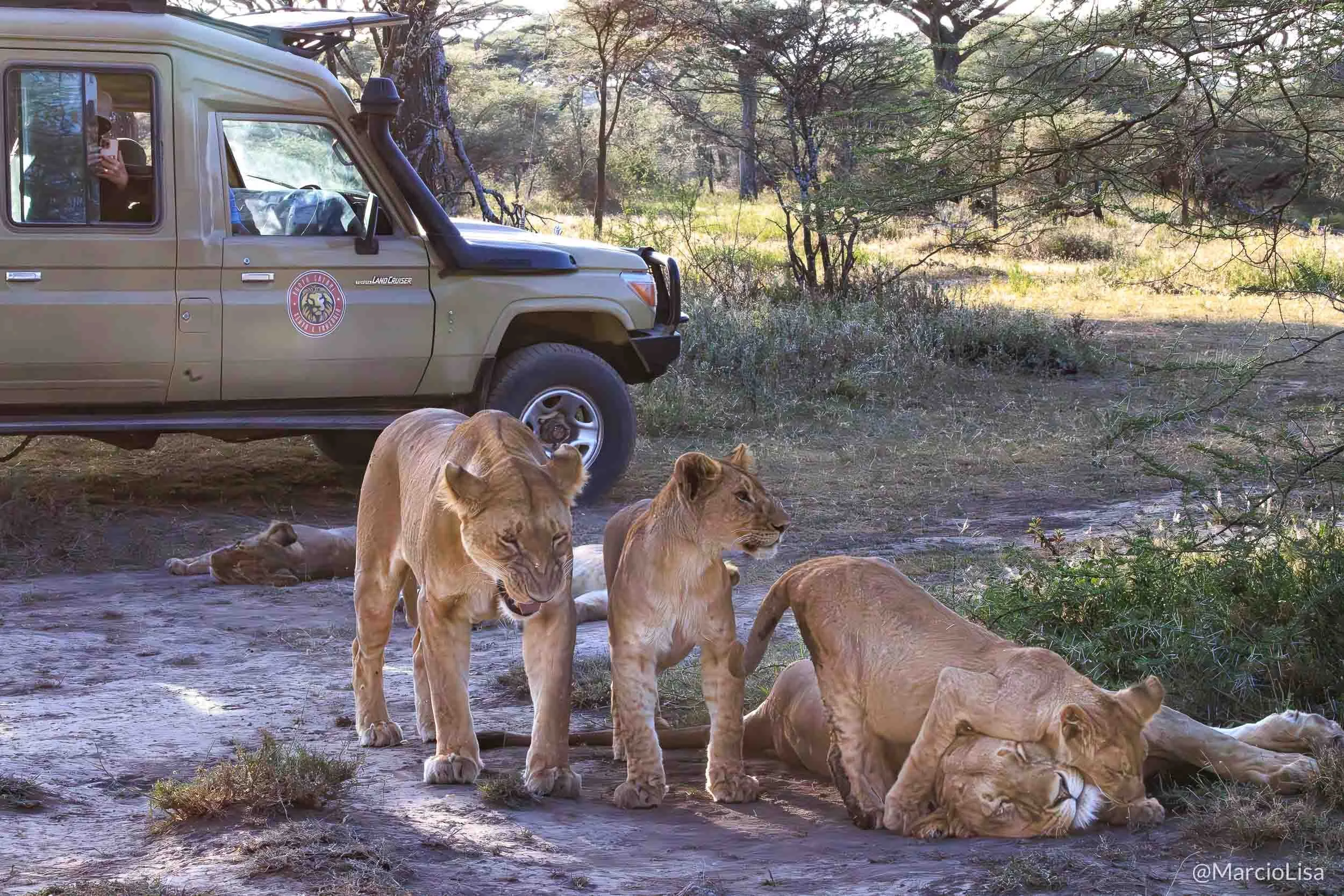 Leoes em Ndutu - Tanzânia Safari.jpg