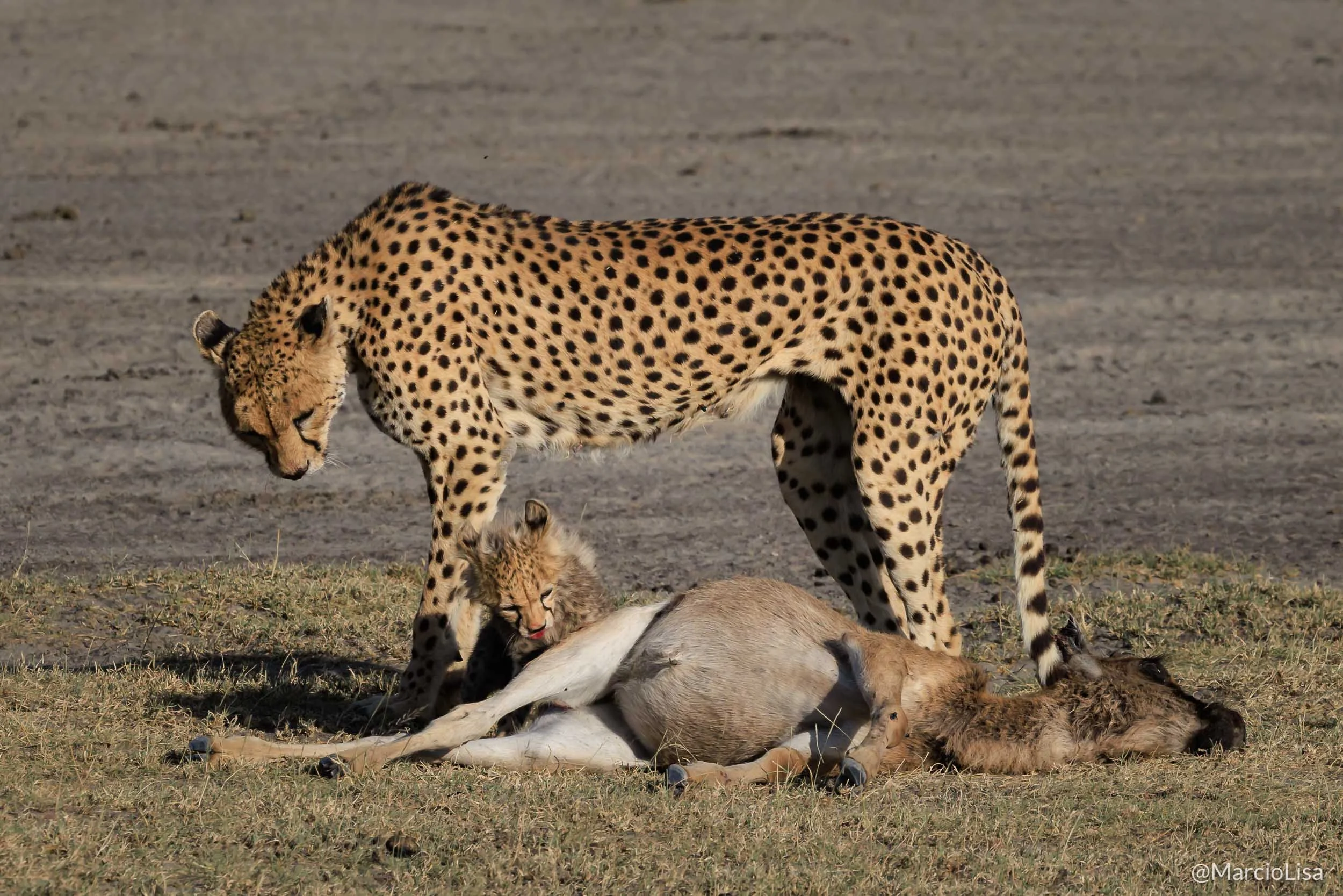 Guepardo com filhote em Ndutu - Safari Tanzânia.jpg