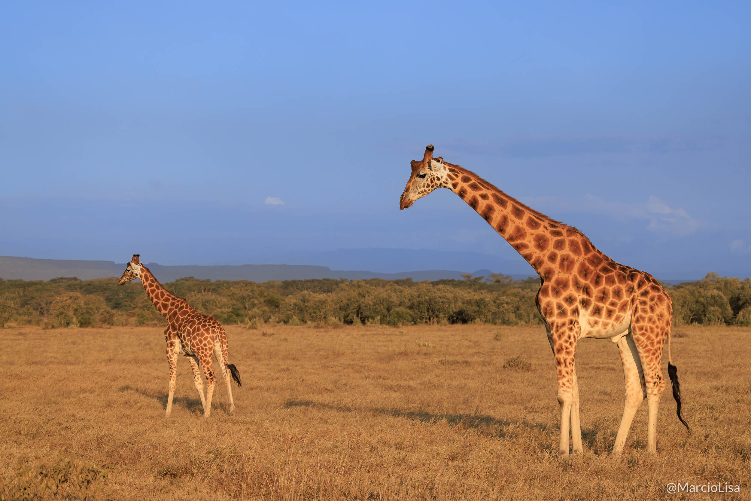 Girafa-de-Rothschild - Rothschild's giraffe - Safari Tanzânia e Quênia - Giraffa camelopardalis camelopardalis.jpg