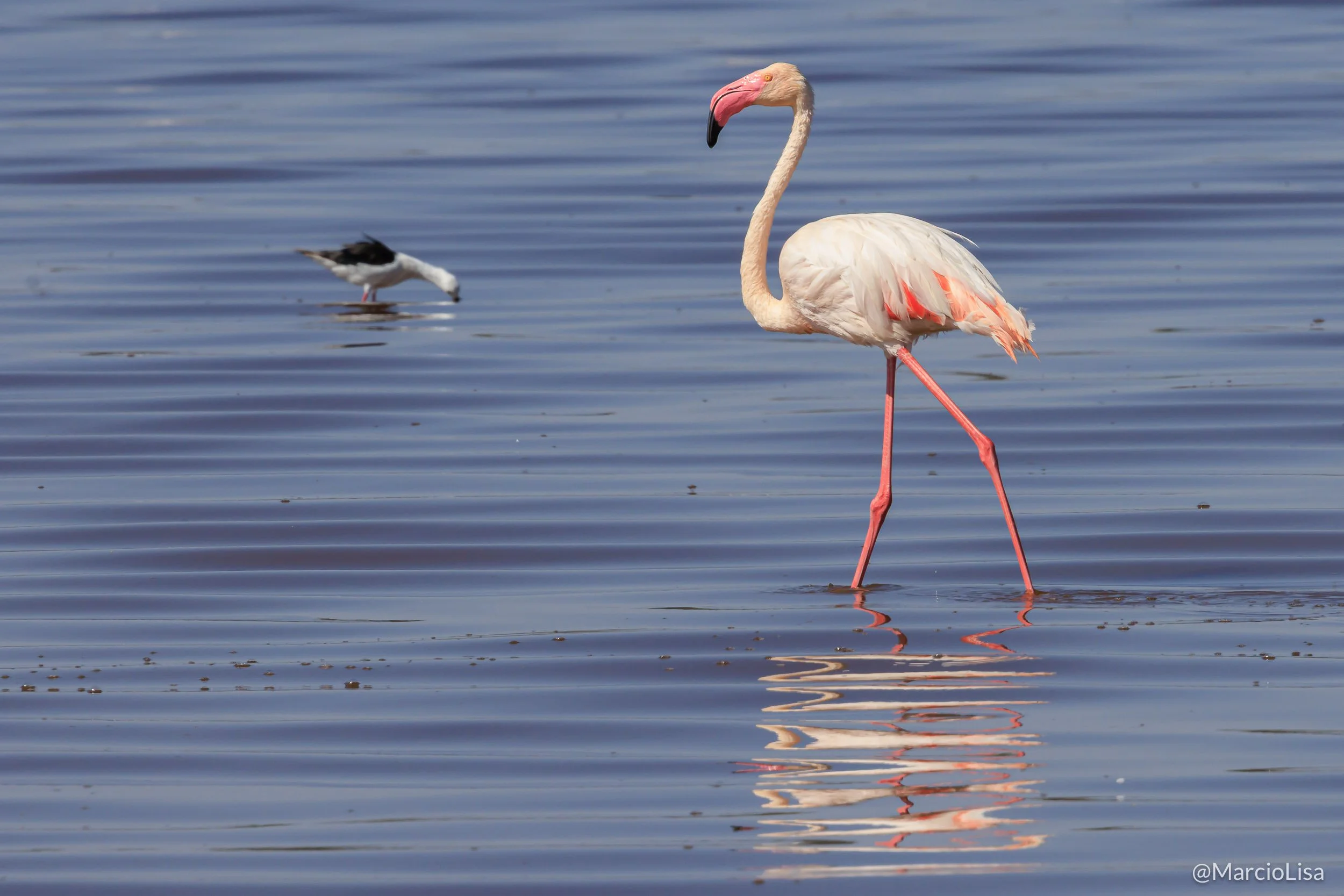 Safari em Ndutu na Tanzânia - Flamingo-rosado - Greater flamingo - Phoenicopterus roseus.jpg