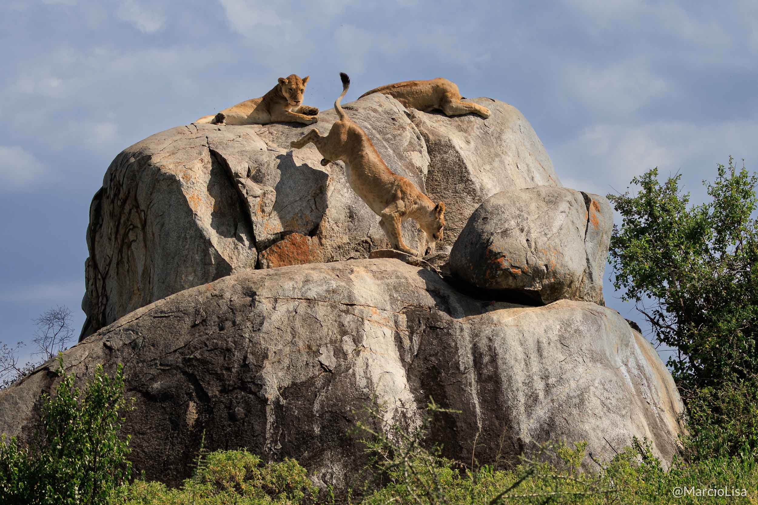 Leoes no Serengeti durante safari na Tanzânia.jpg