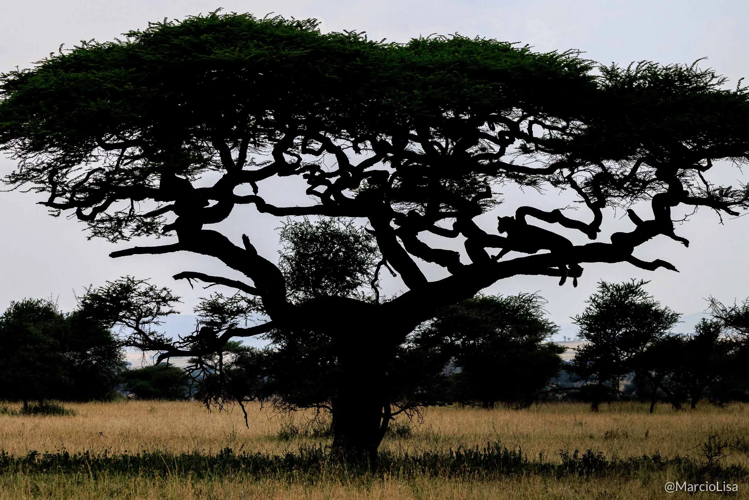Leao em árvore no Seregenti - Tanzânia Safari.jpg