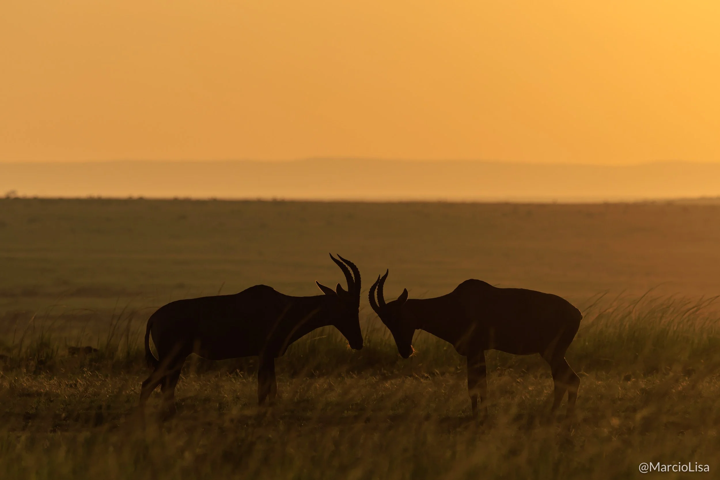 Safari na Tanzânia - Topi - Damaliscus lunatus jimela.jpg