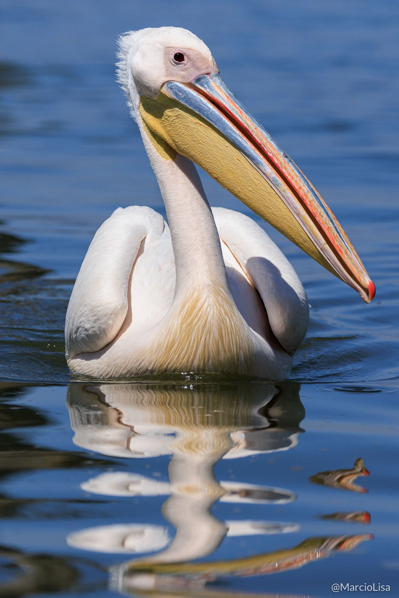 Pelicano-branco - Great white pelican - Safari na Tanzânia e Quênia -  Pelicanus Onocrotatus.jpg