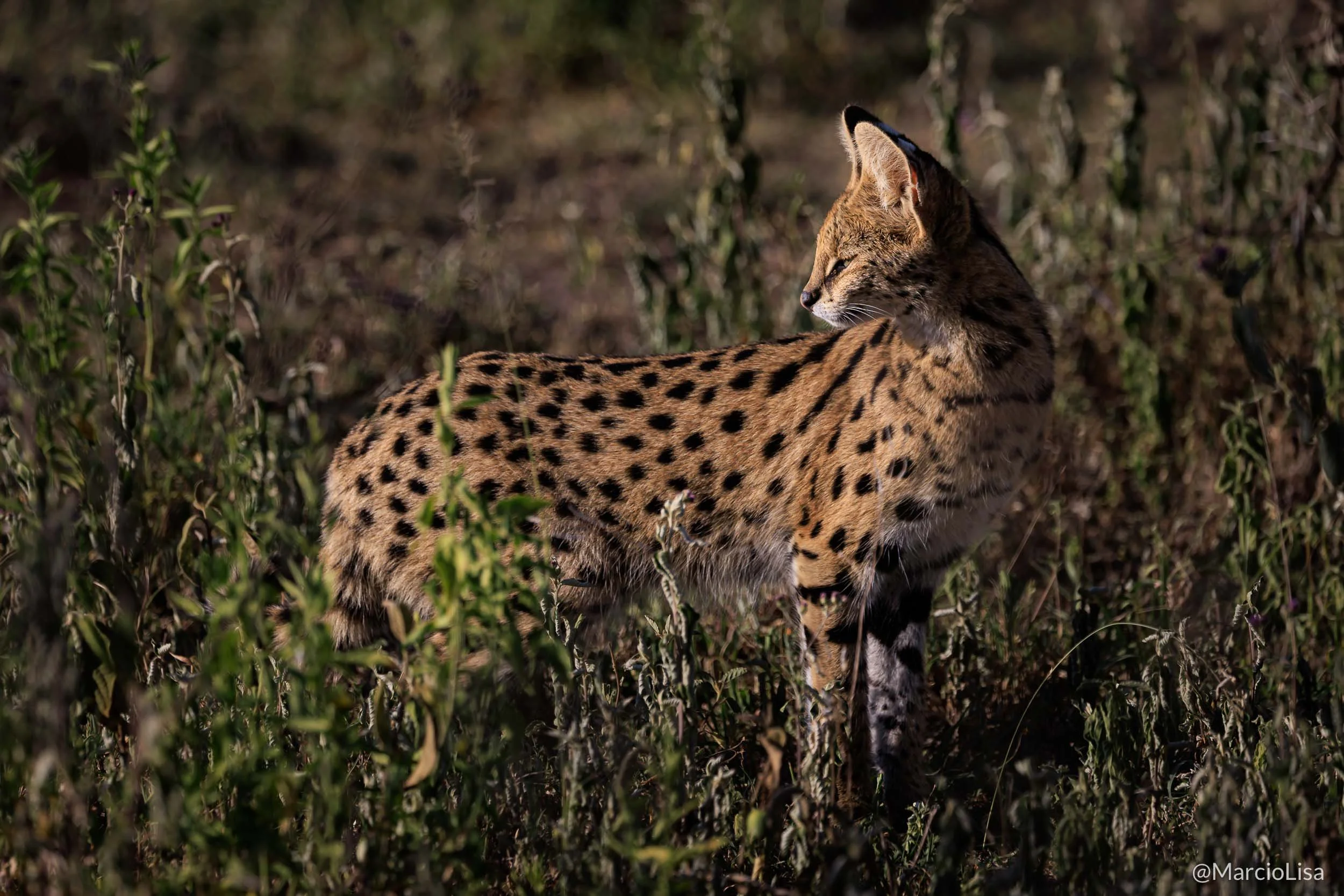 Serval fotografado no Serengeti.jpg