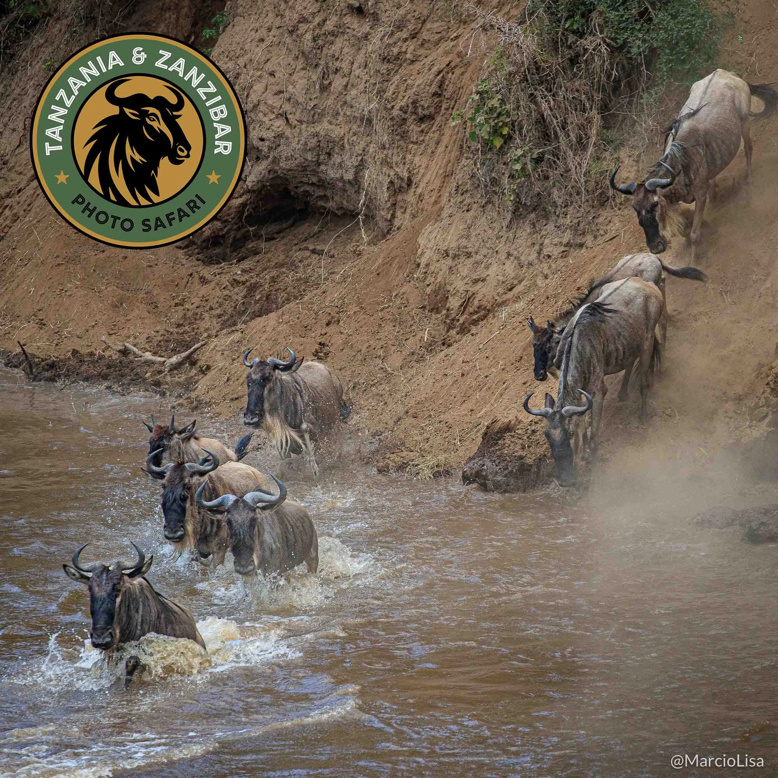 A grande Migracao de gnus no Serengeti